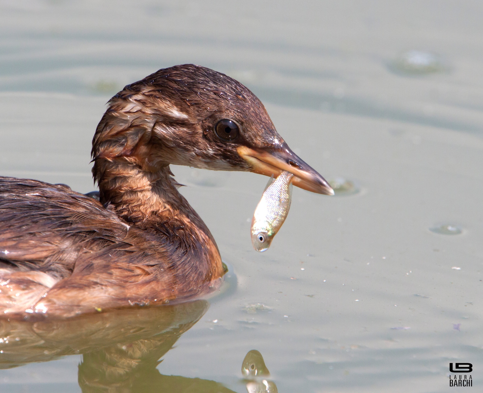 Little Grebe of hunting...