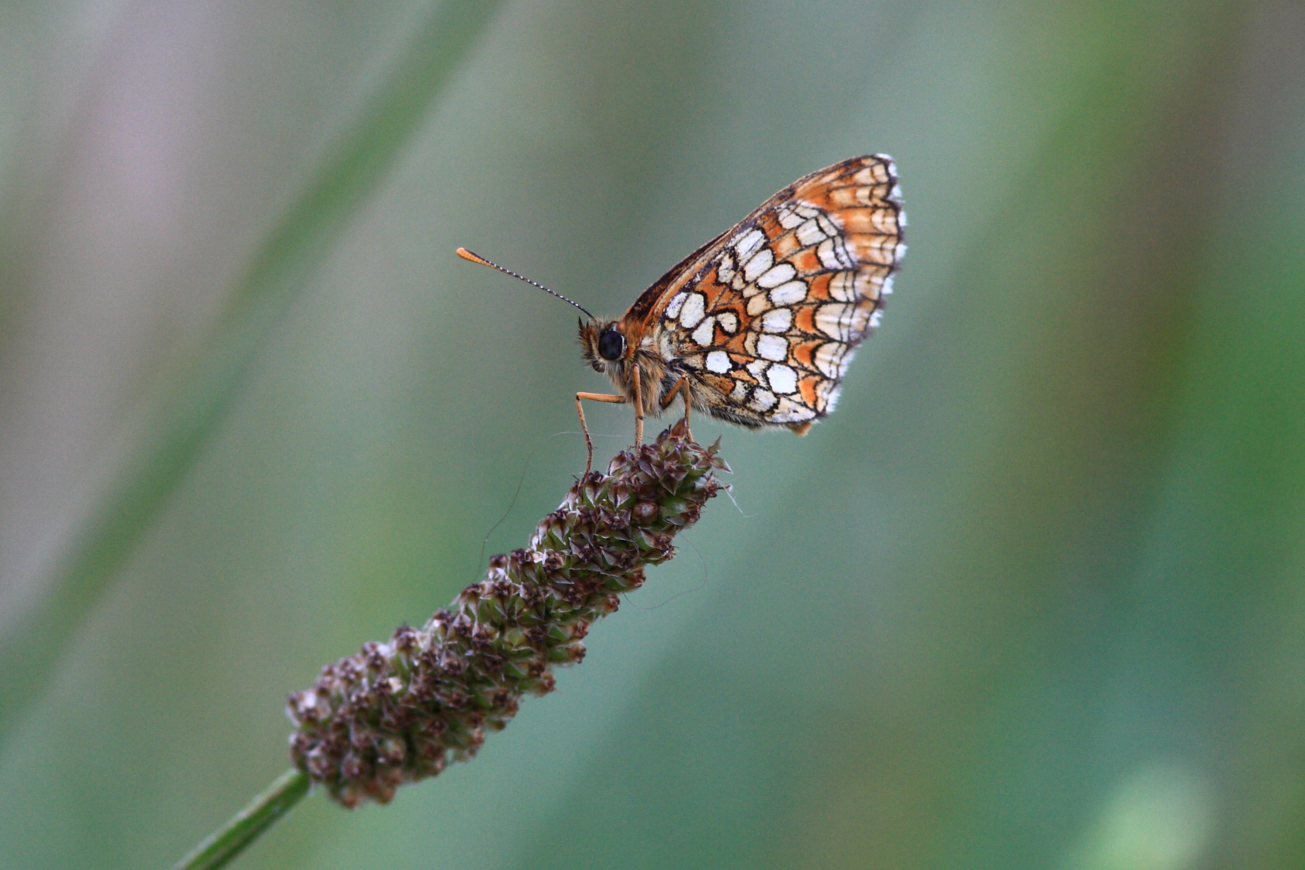 Nymphalidae Melitae...