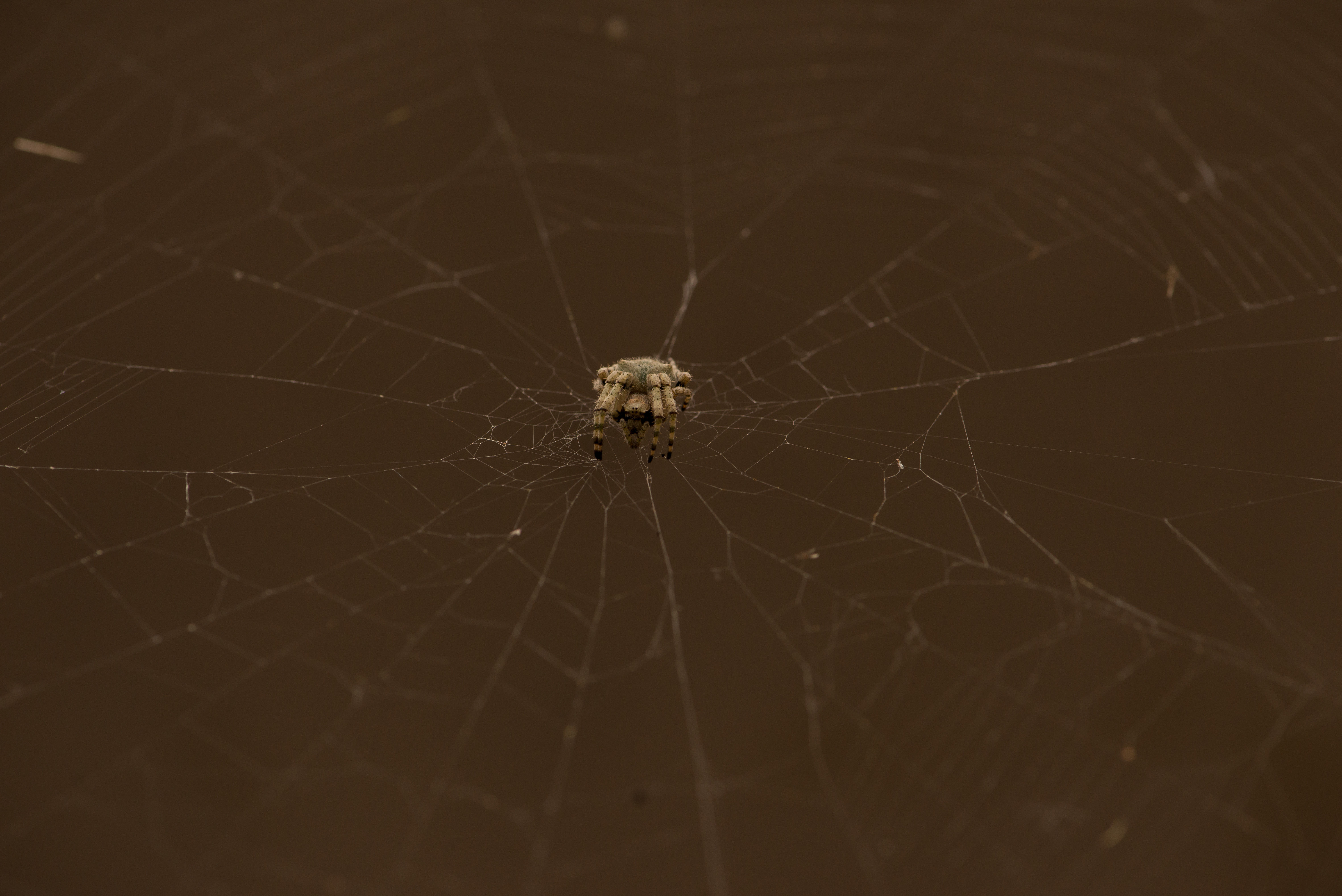 [LOADING...]