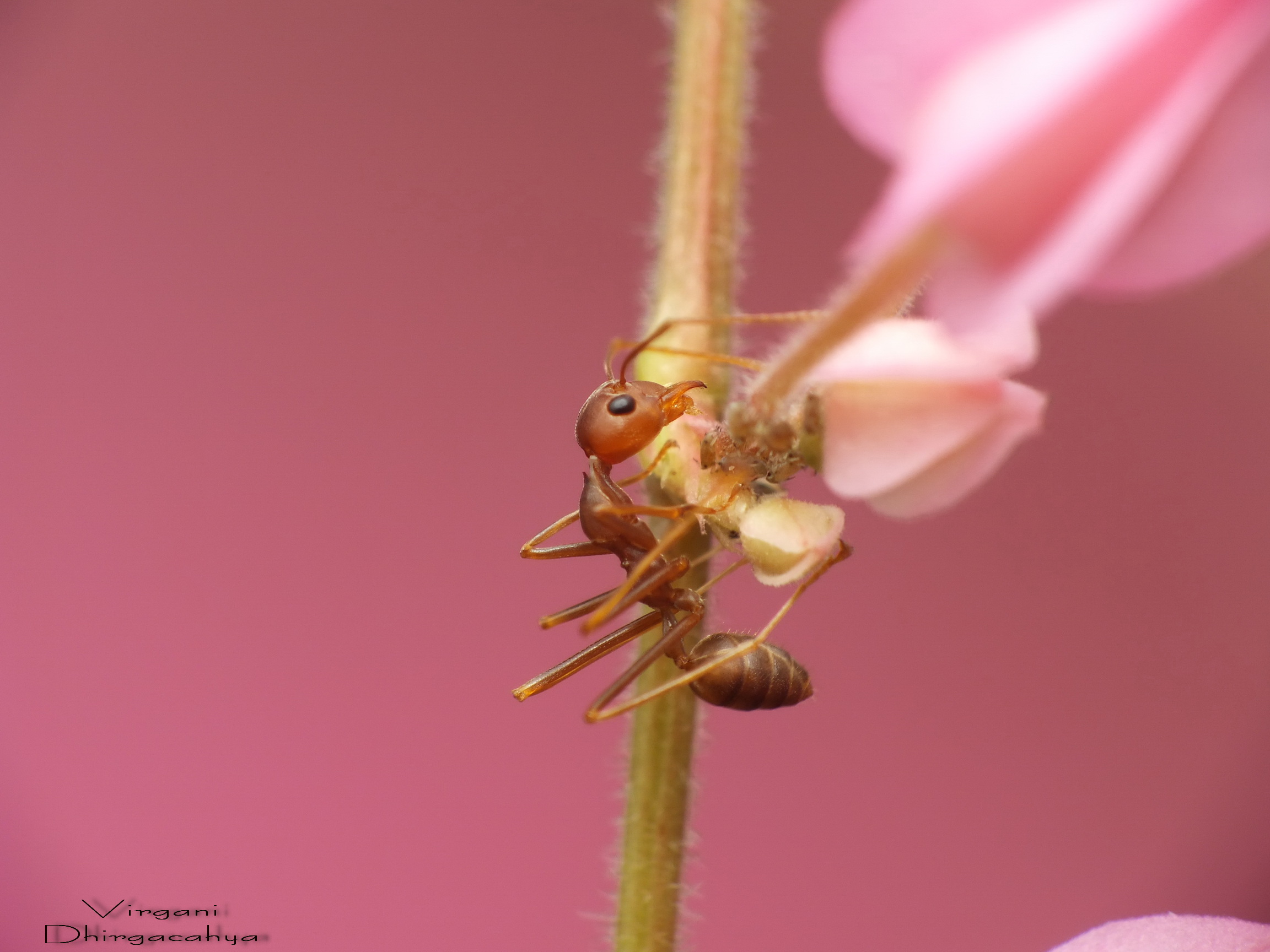 Pinky Ant...