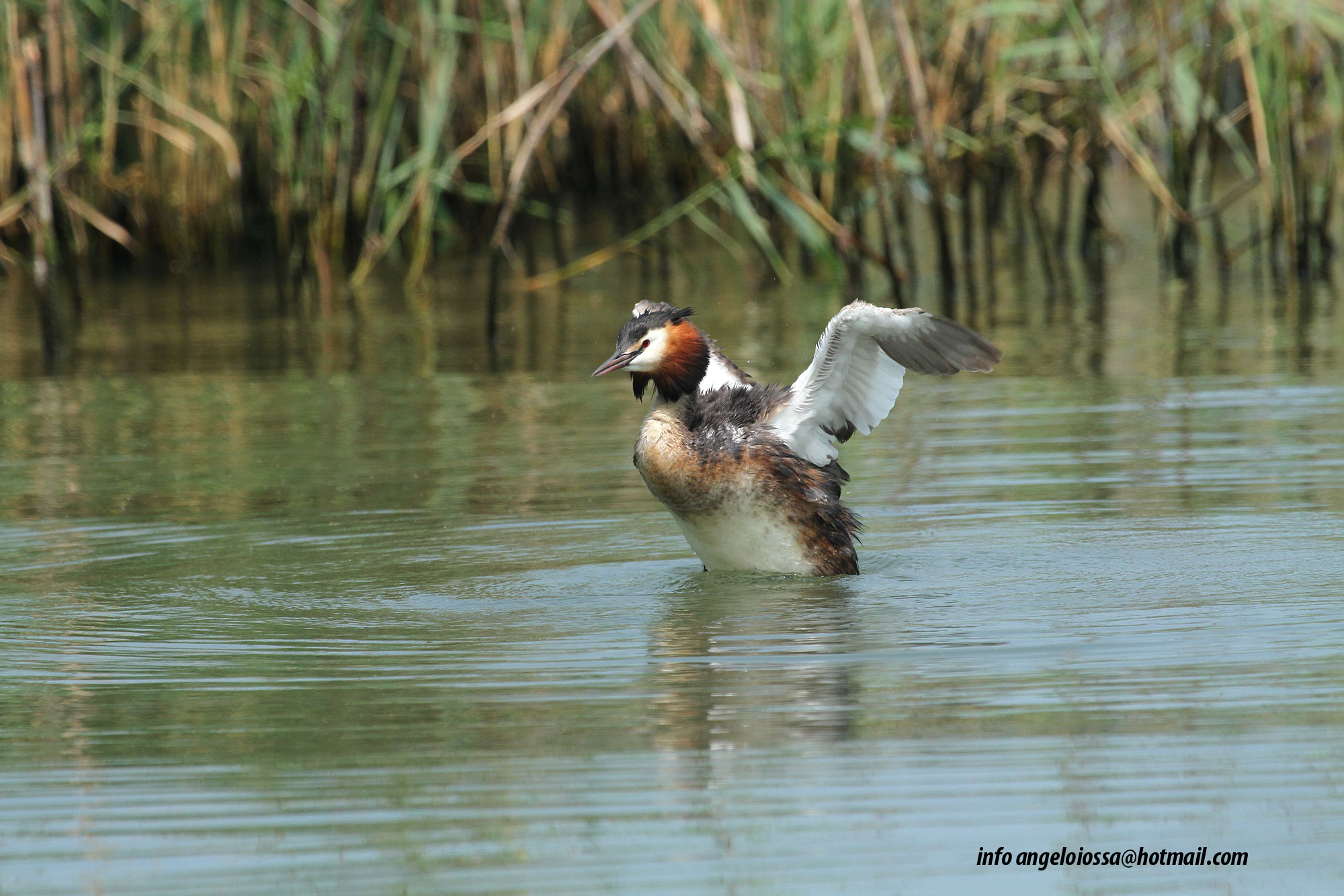 Grebe...