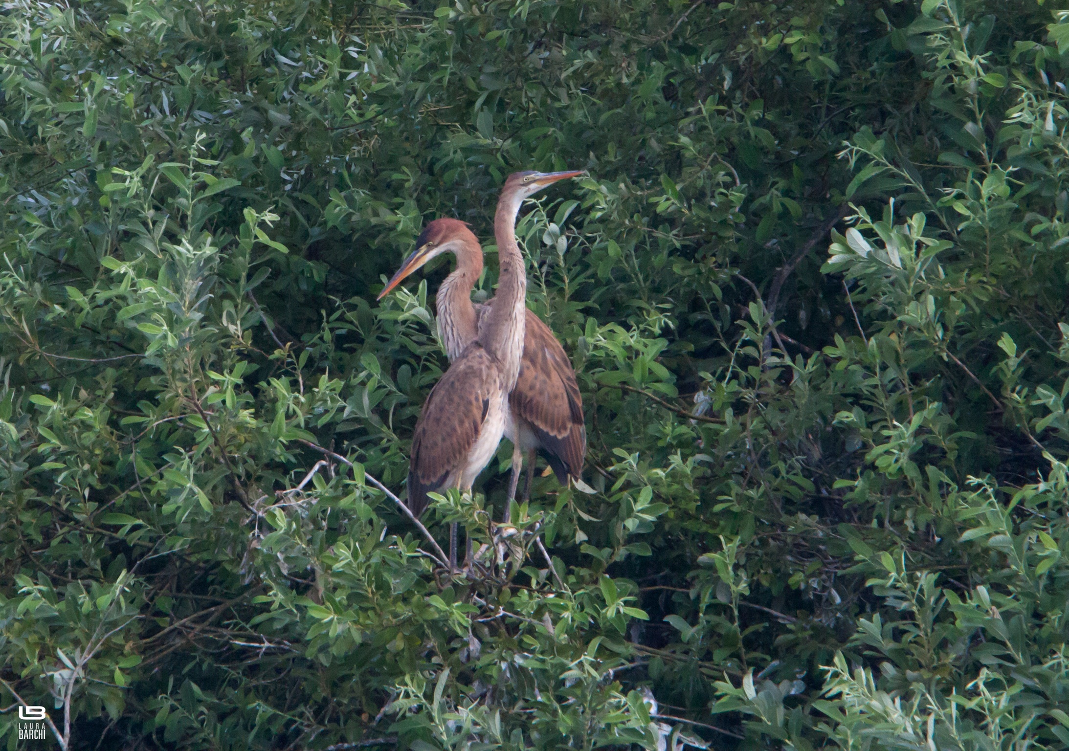 Two small red herons...