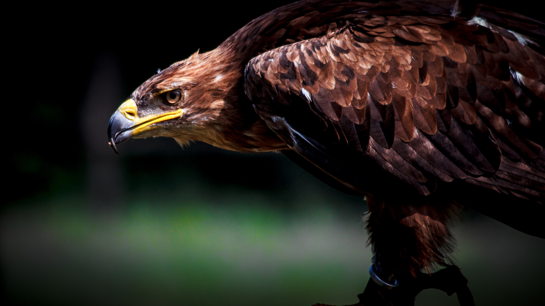 Golden Eagle...