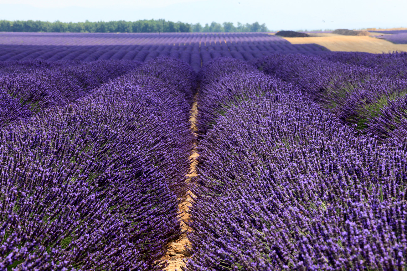 yet lavender...