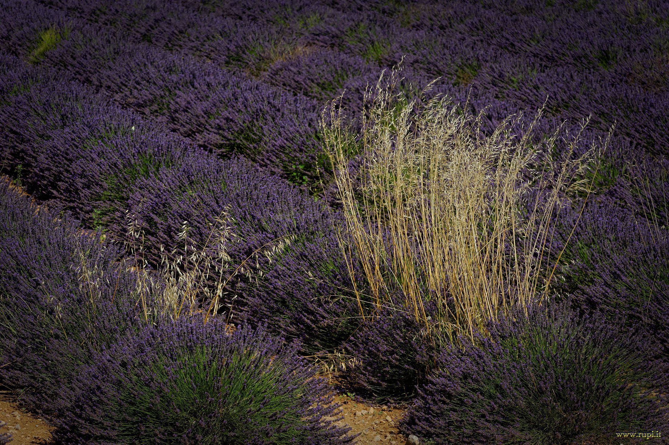 Variations between the lavender...