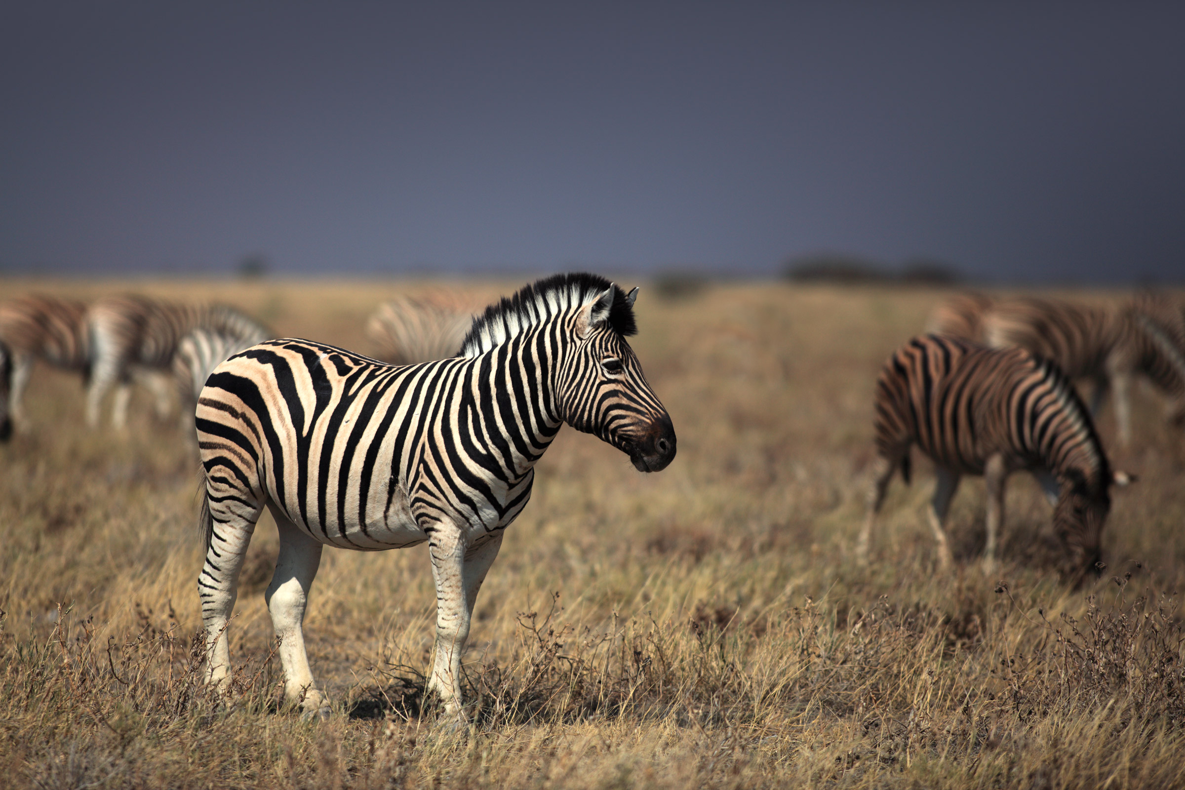 Etosha's guest...