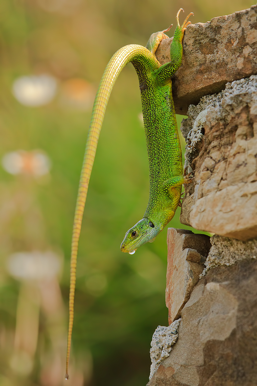 Lacerta bilineata (Western Green Lizard)...