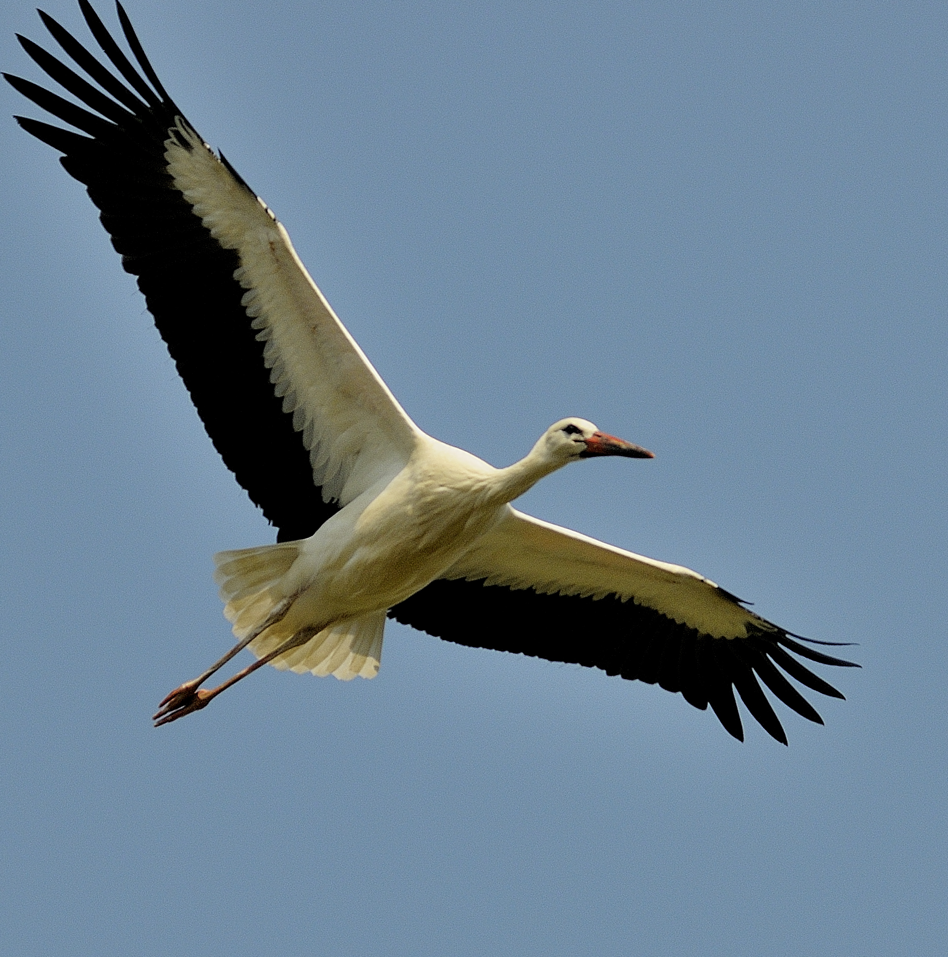 stork in flight ... in a protected oasis .....