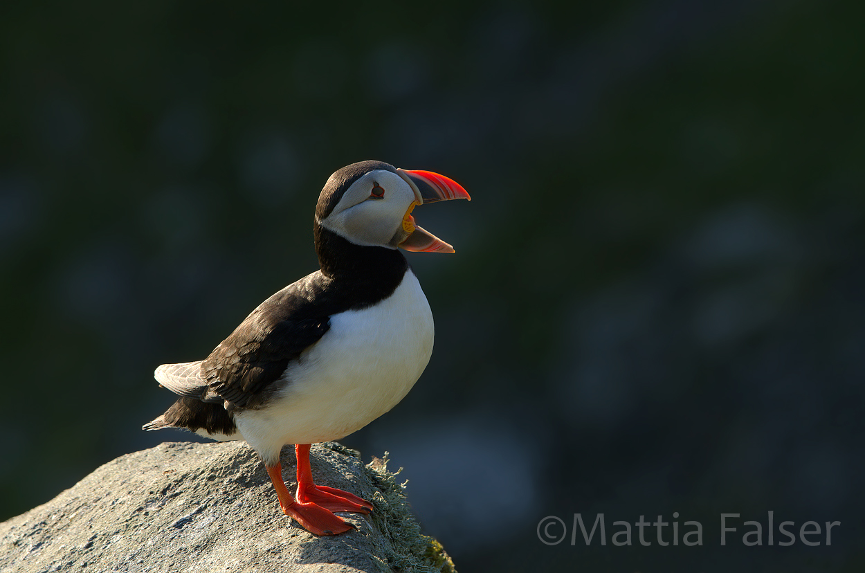 the roar of the puffin...