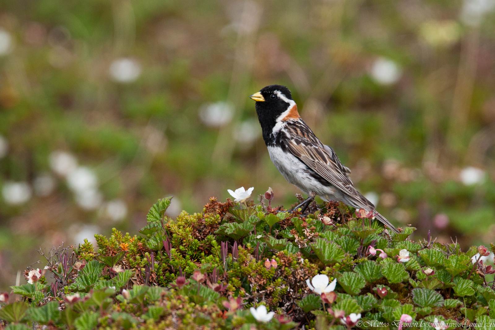 Lapland bunting male...