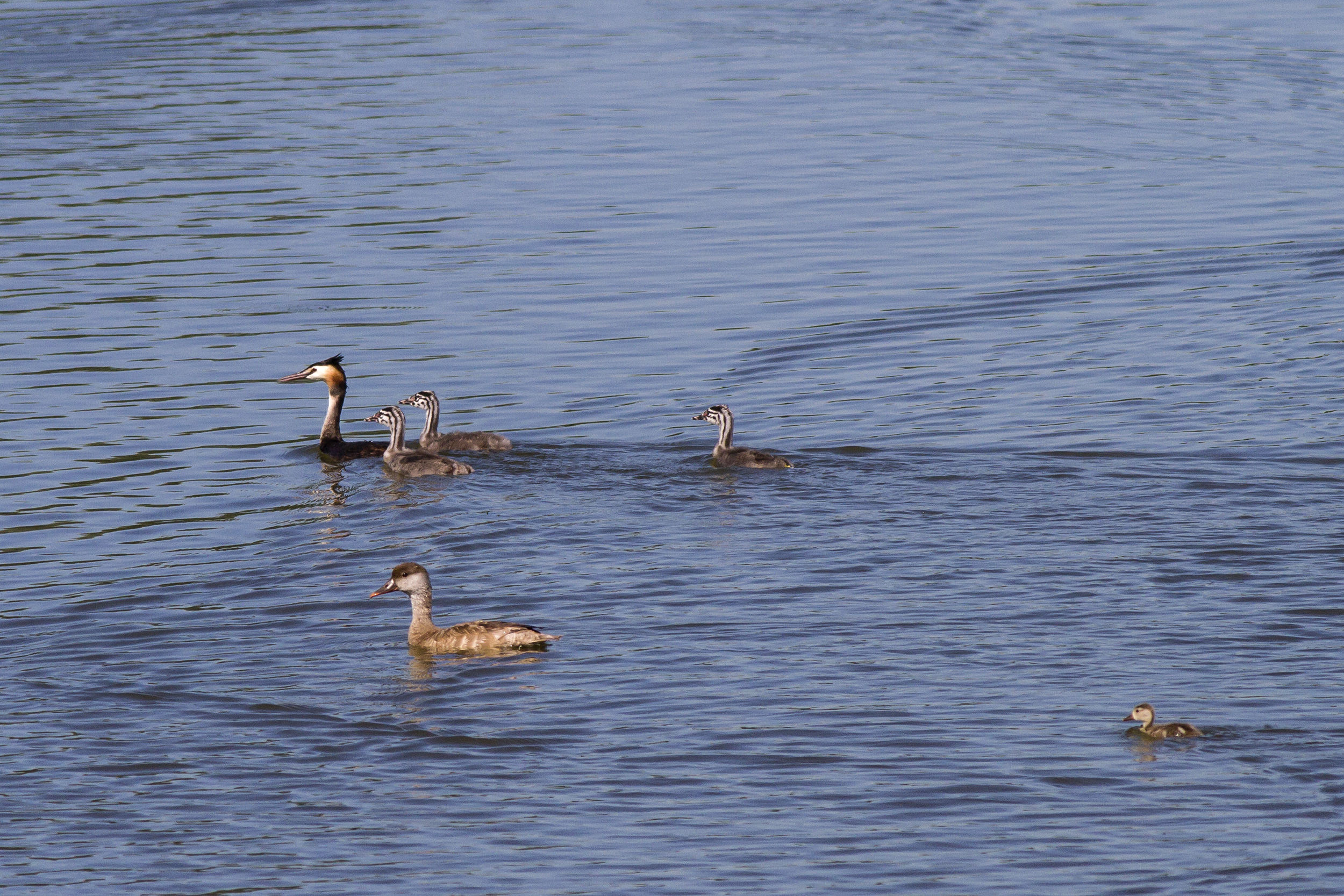 grebe with offspring and fistione turkish...