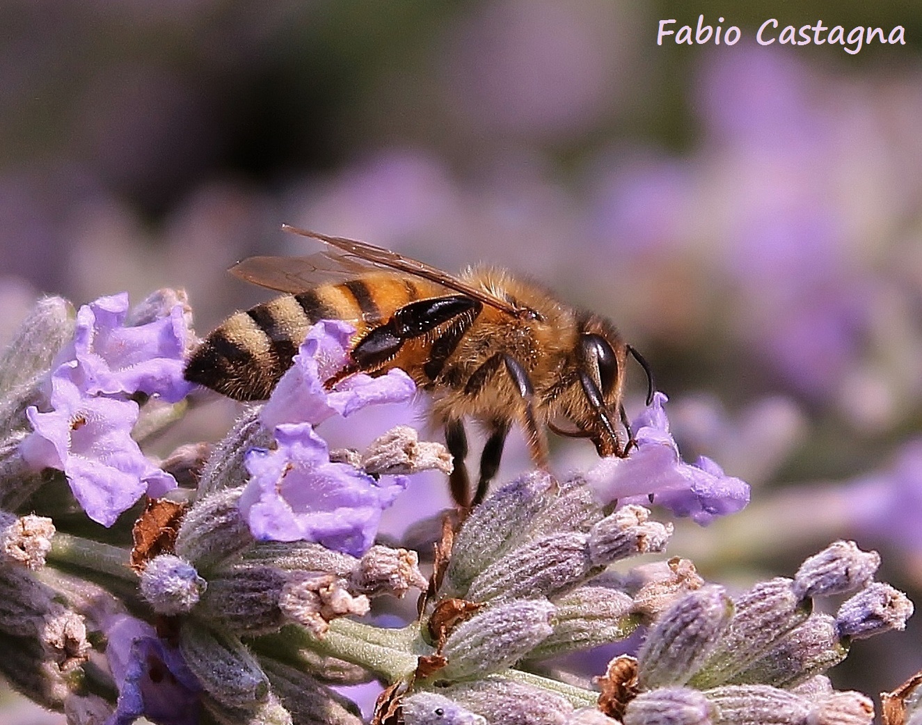 The bee and lavender...