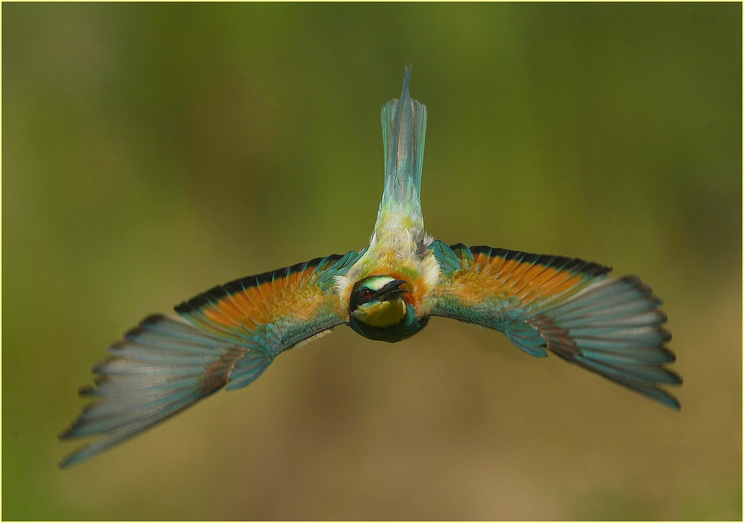 ,, Bee-eater,,...