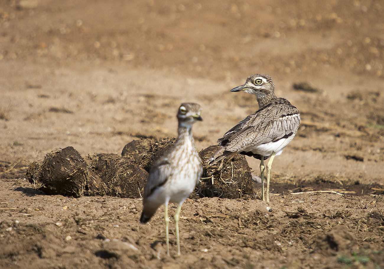 Water Thick-knee...