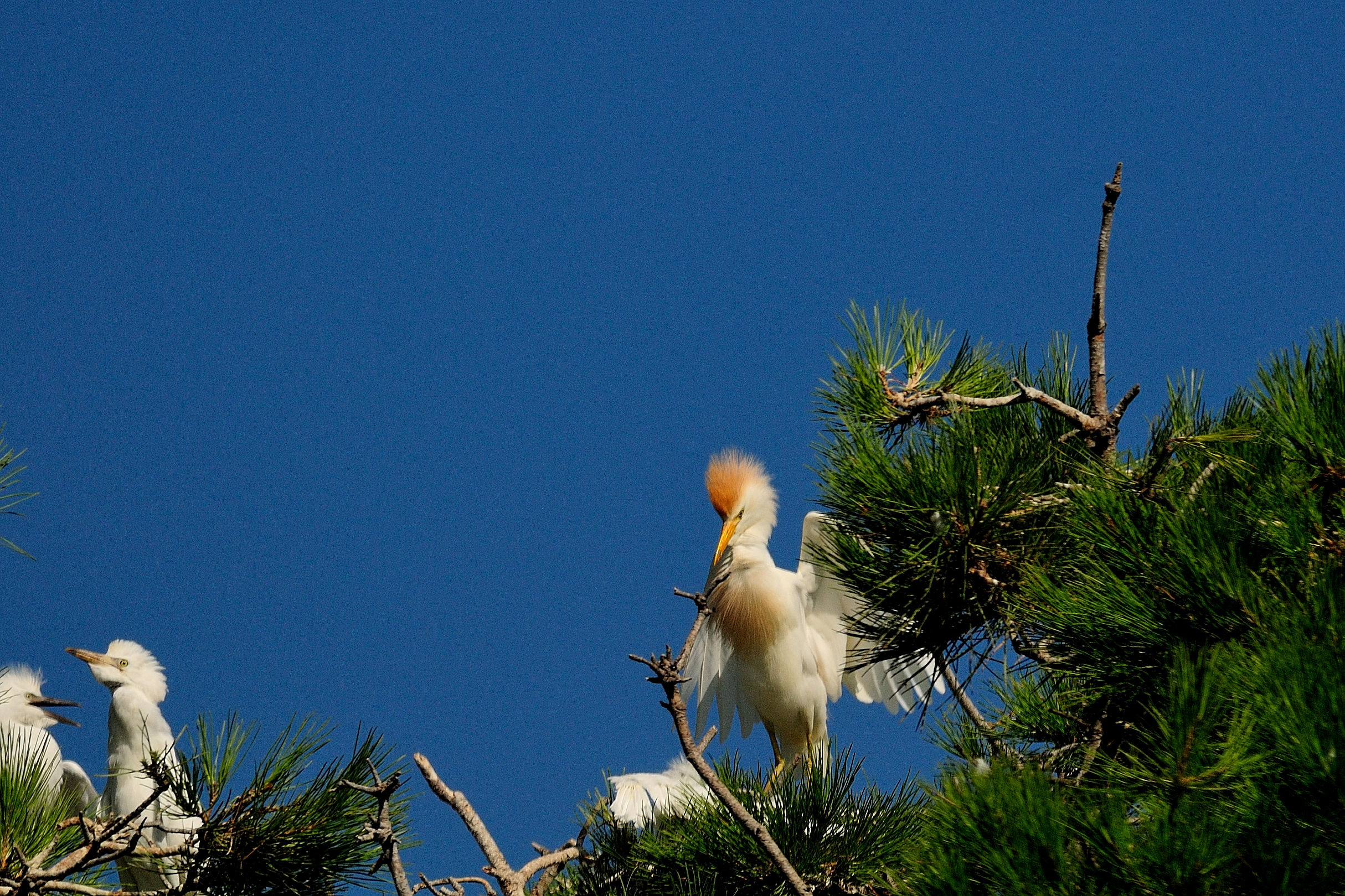 Cattle Egret...