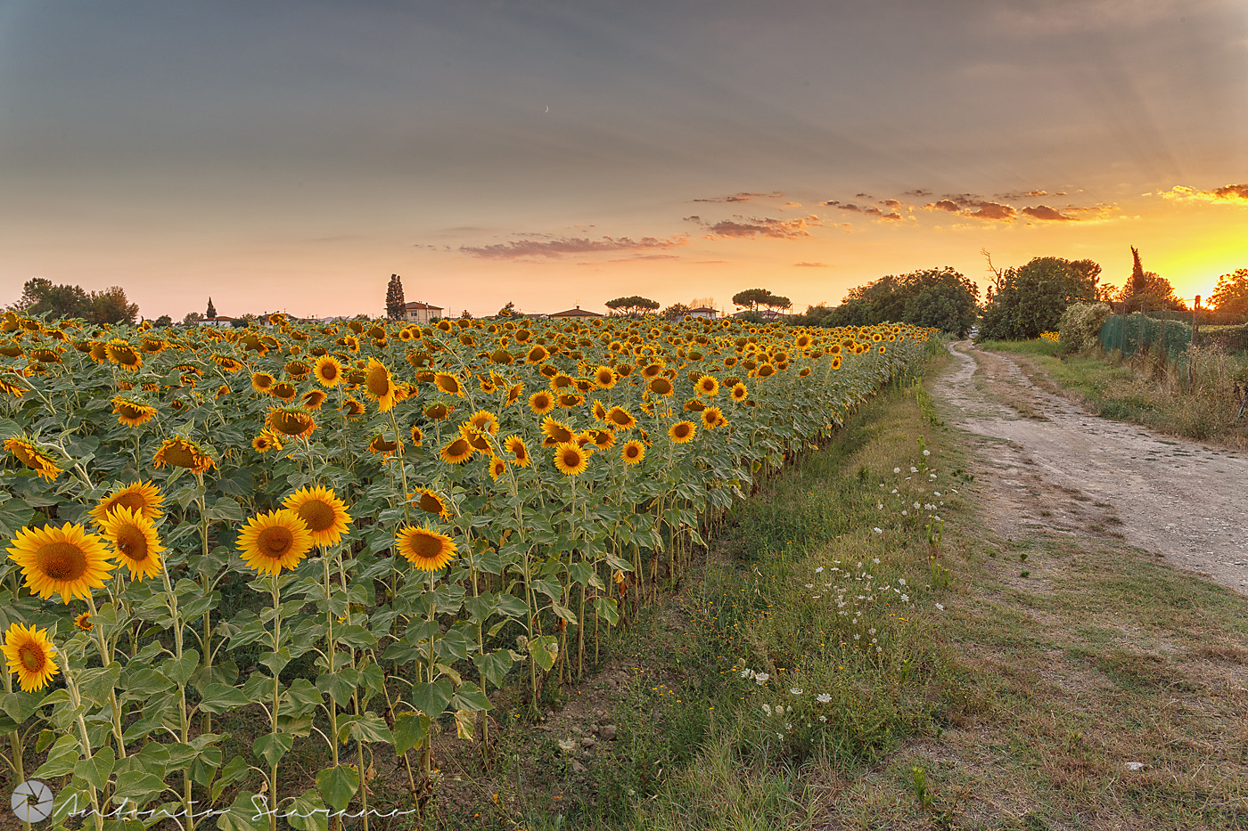 Field of sunflowers...