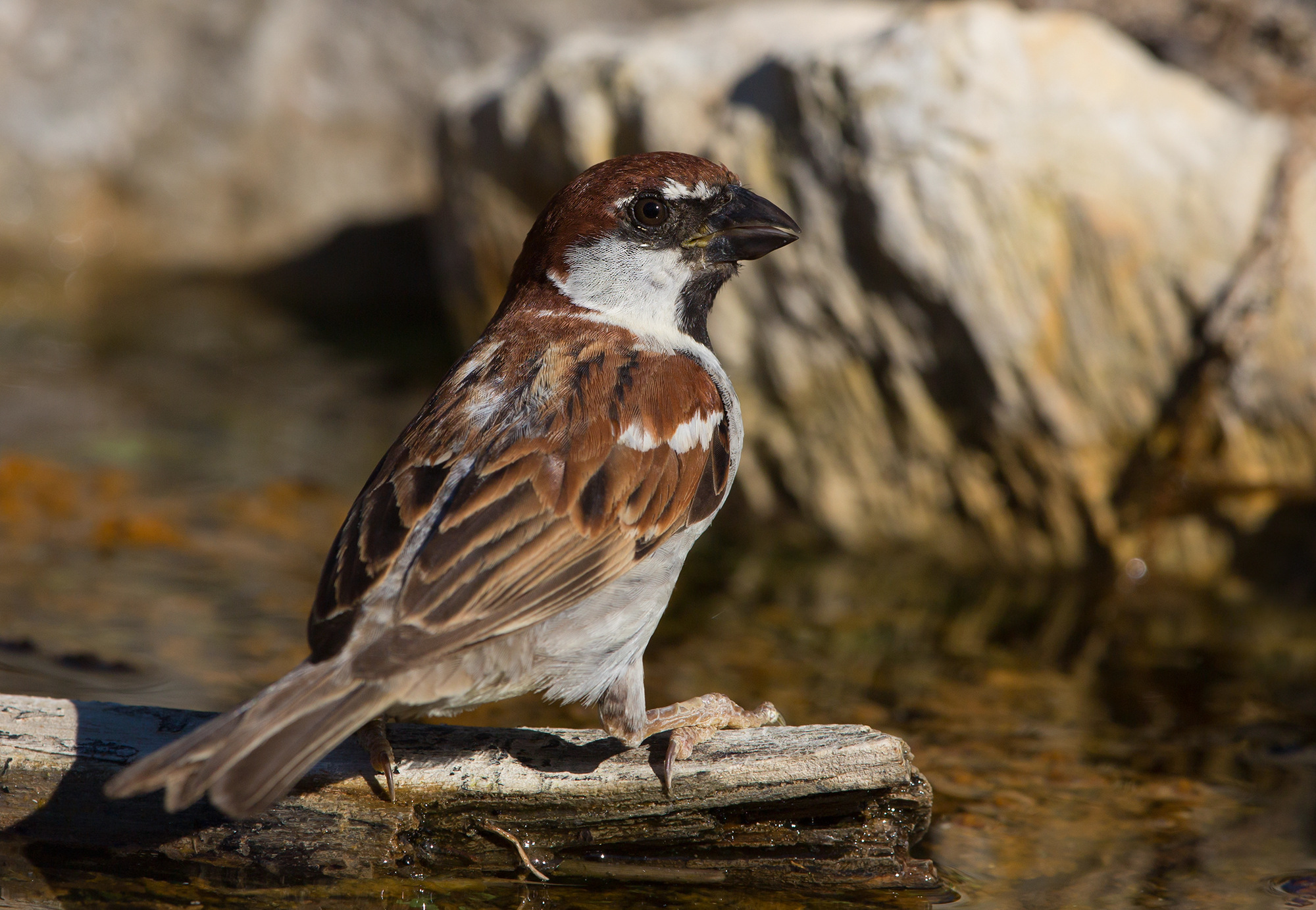 Italian sparrow...