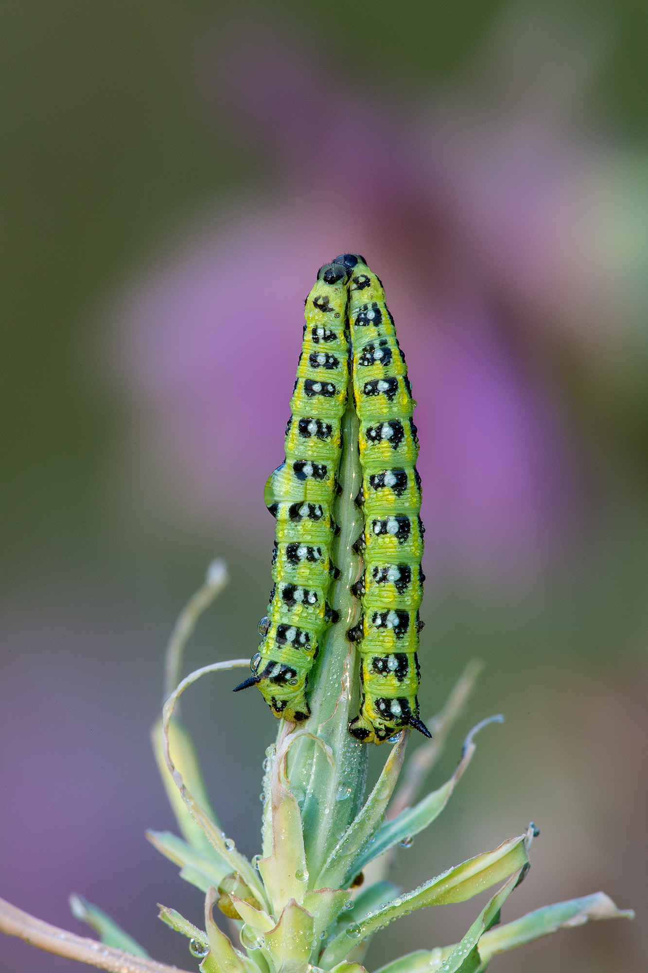 hyles euphorbiae...