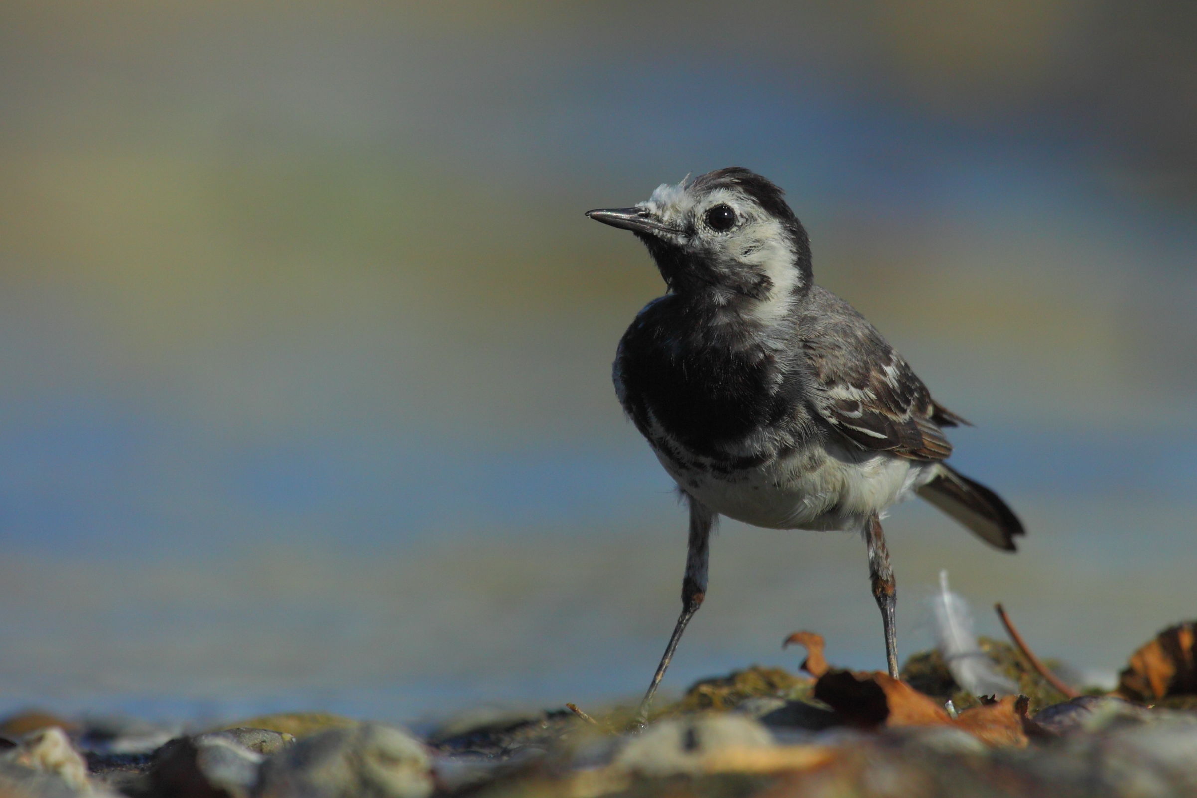 white wagtail...