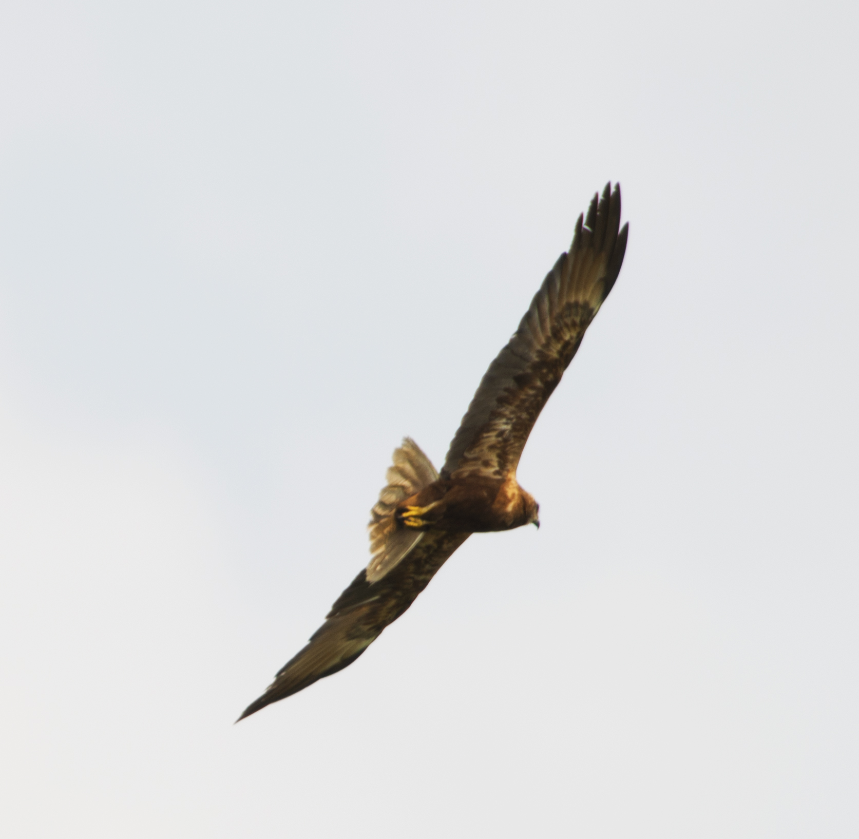Falco di palude...