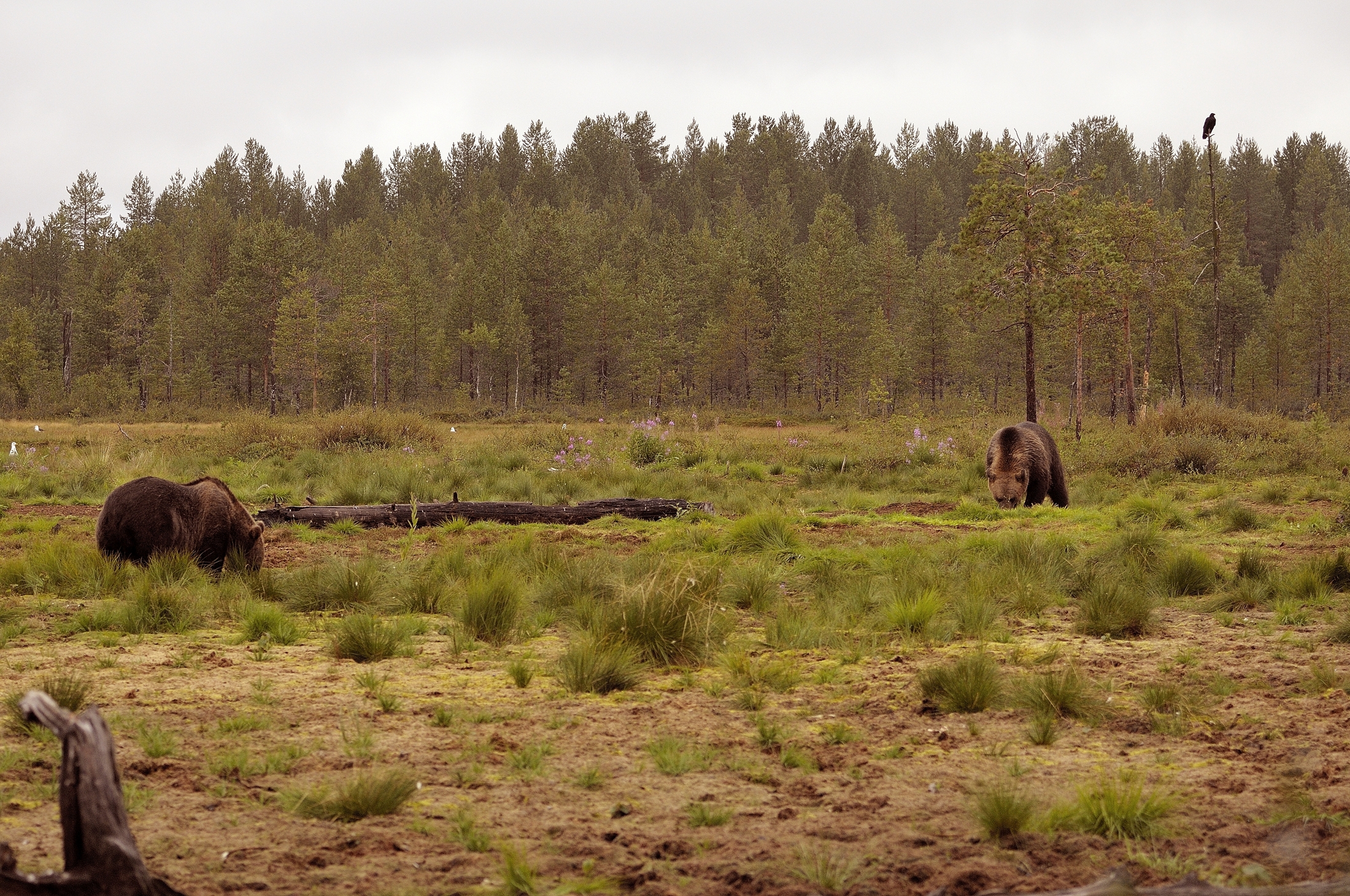 brown bears...