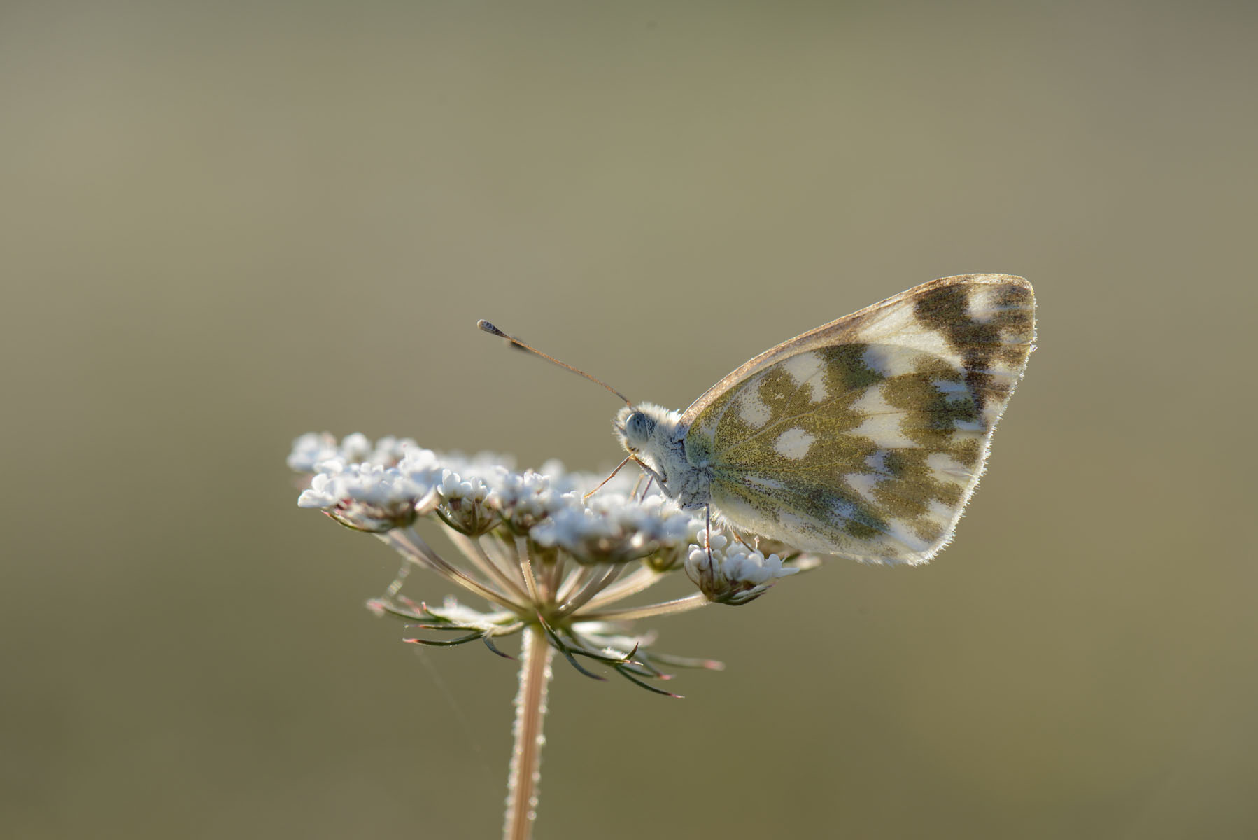 butterfly 2...