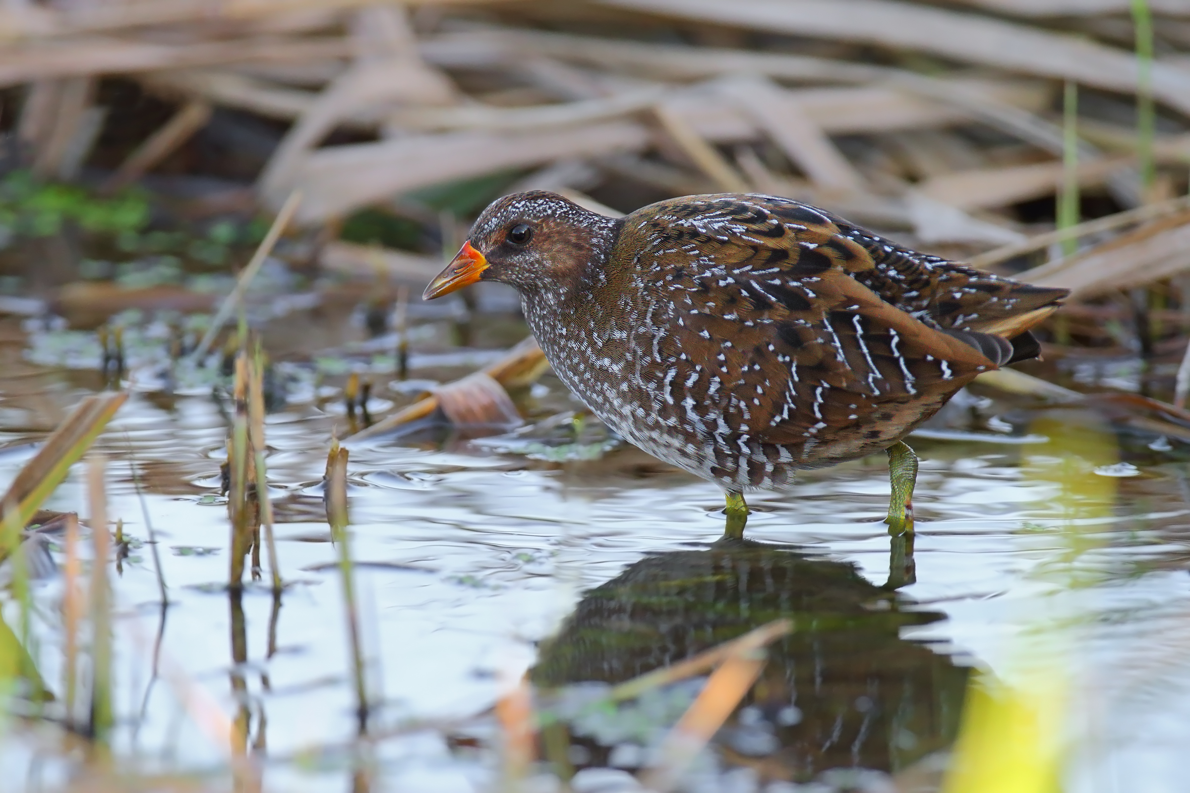 Spotted Crake...