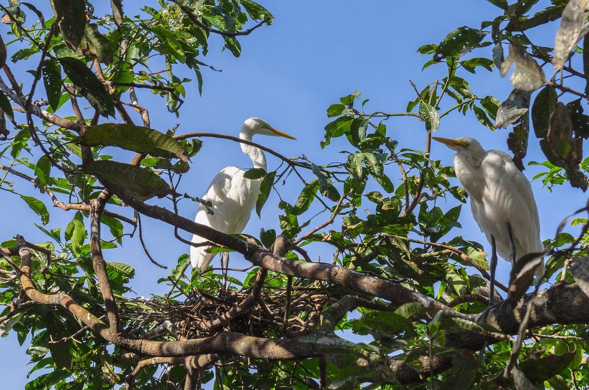 Sri Lanka - Egrets...