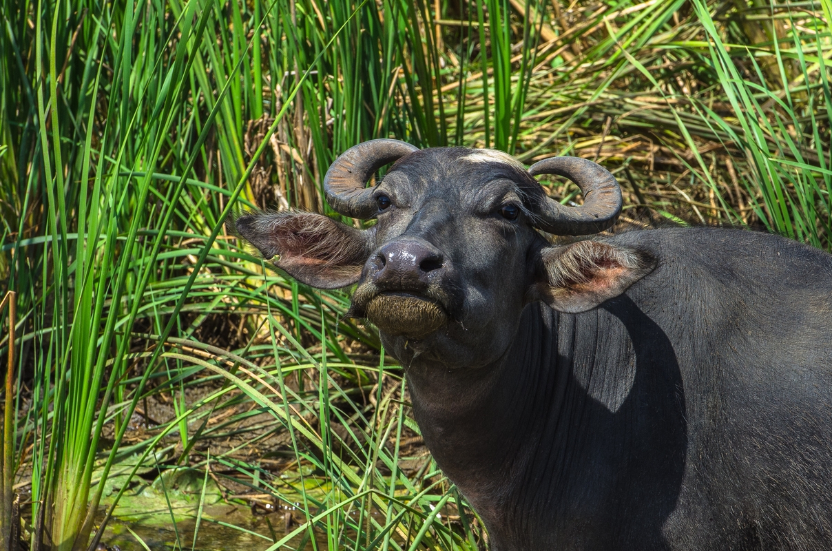 Sri Lanka - Buffalo...