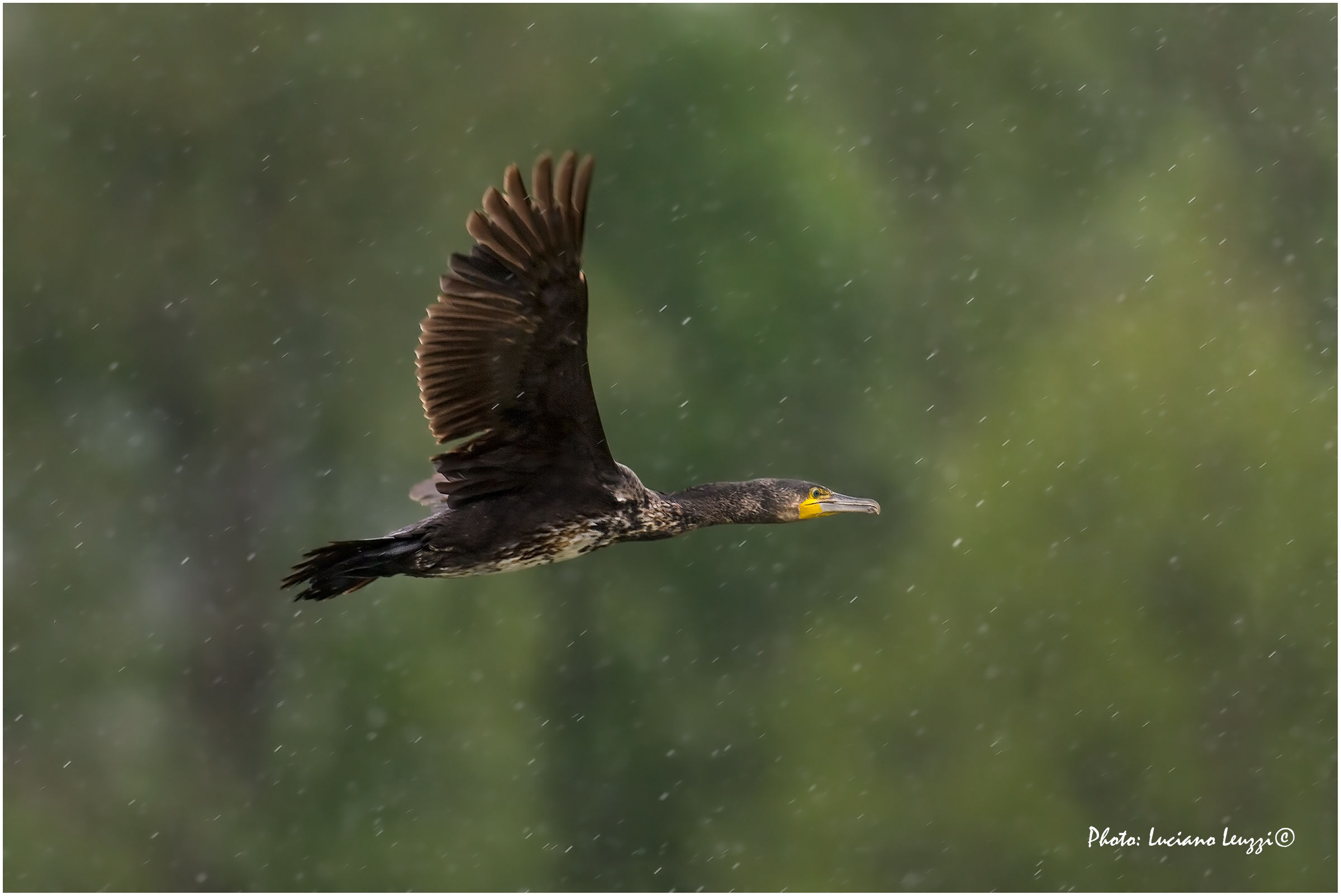Cormorant in the rain...