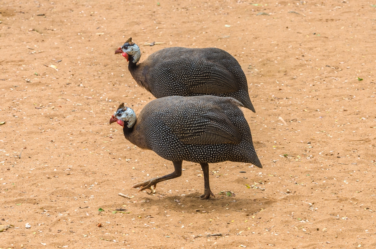 Sri Lanka...