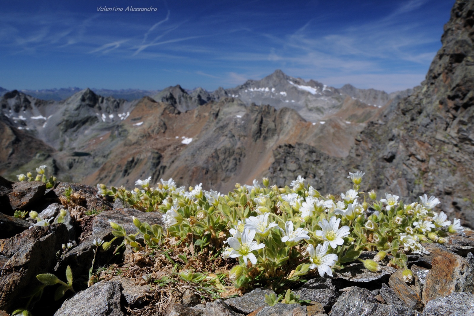 blooms at high altitude...