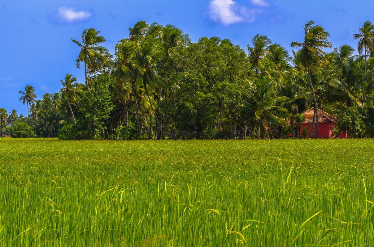 Sri Lanka - Campo di riso...