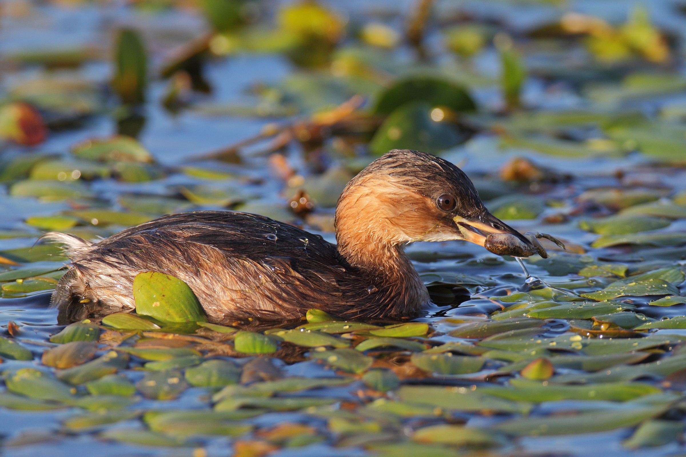 Little Grebe with prey...