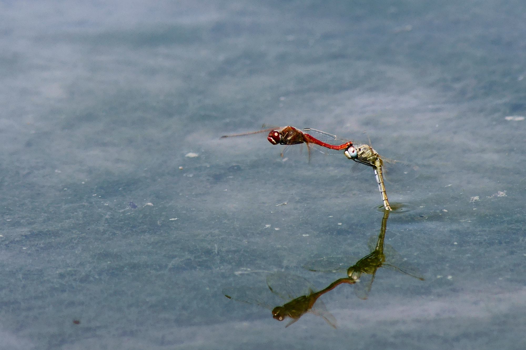 Dragonflies in flight...