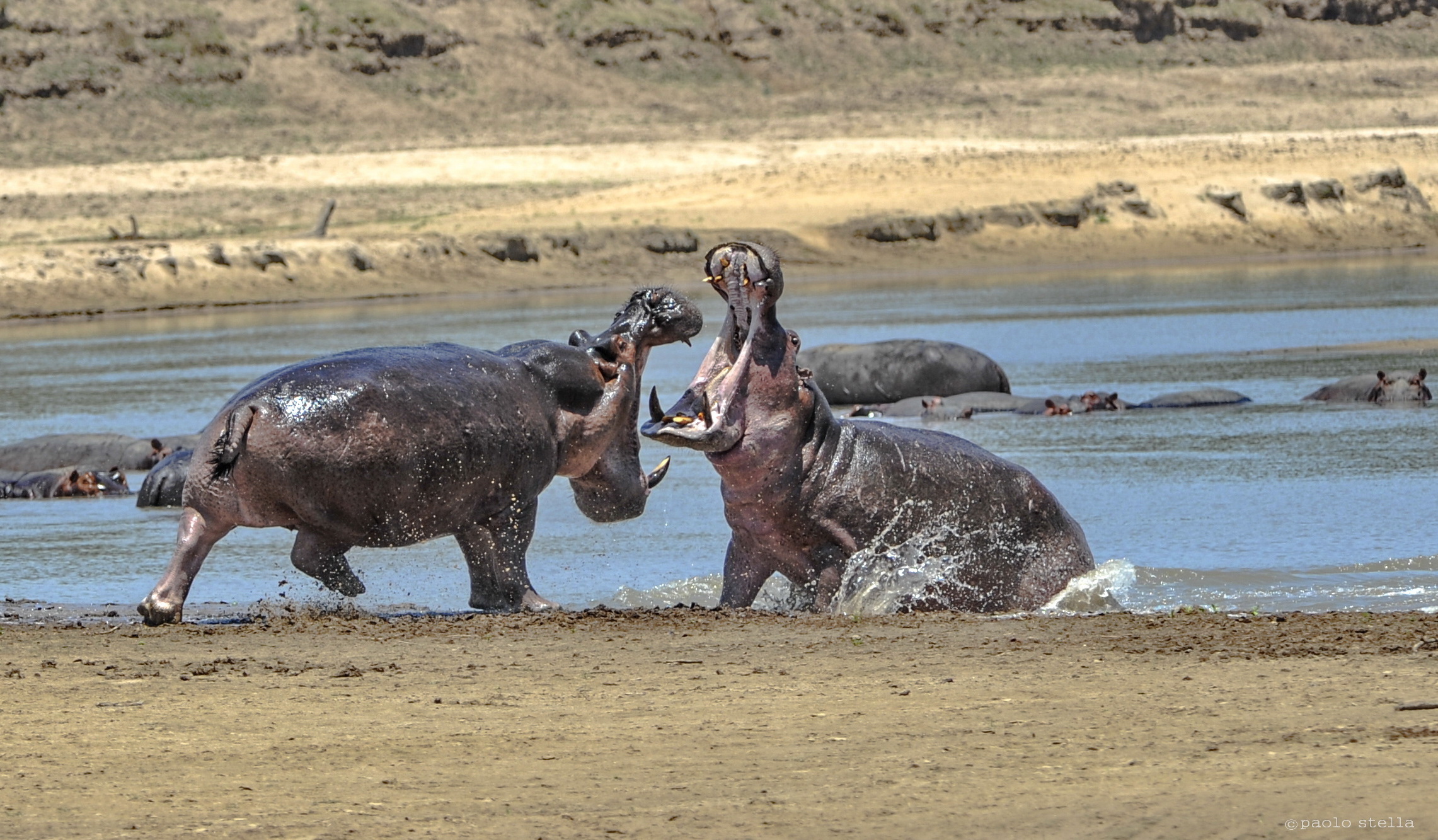 challenge among males in the Luangwa River...