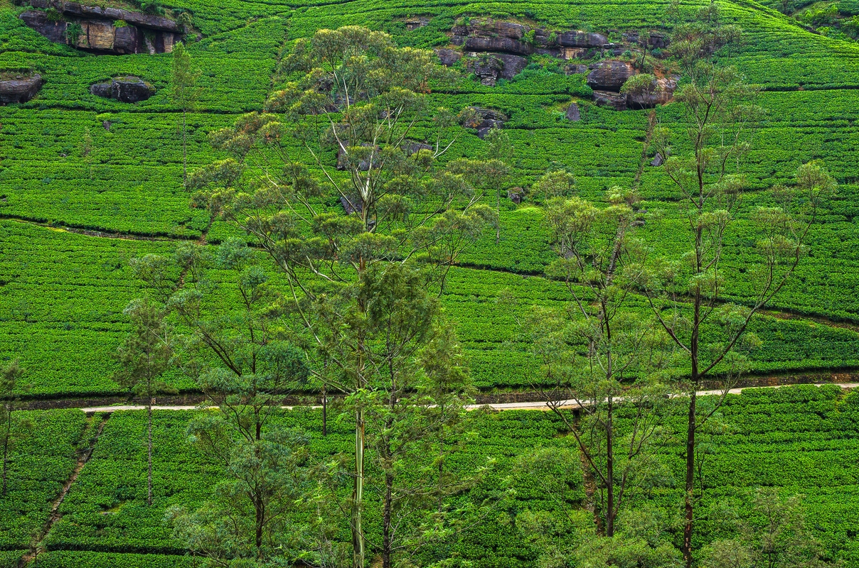 Sri Lanka - Nuwara Eliya - Piantagione di tè...