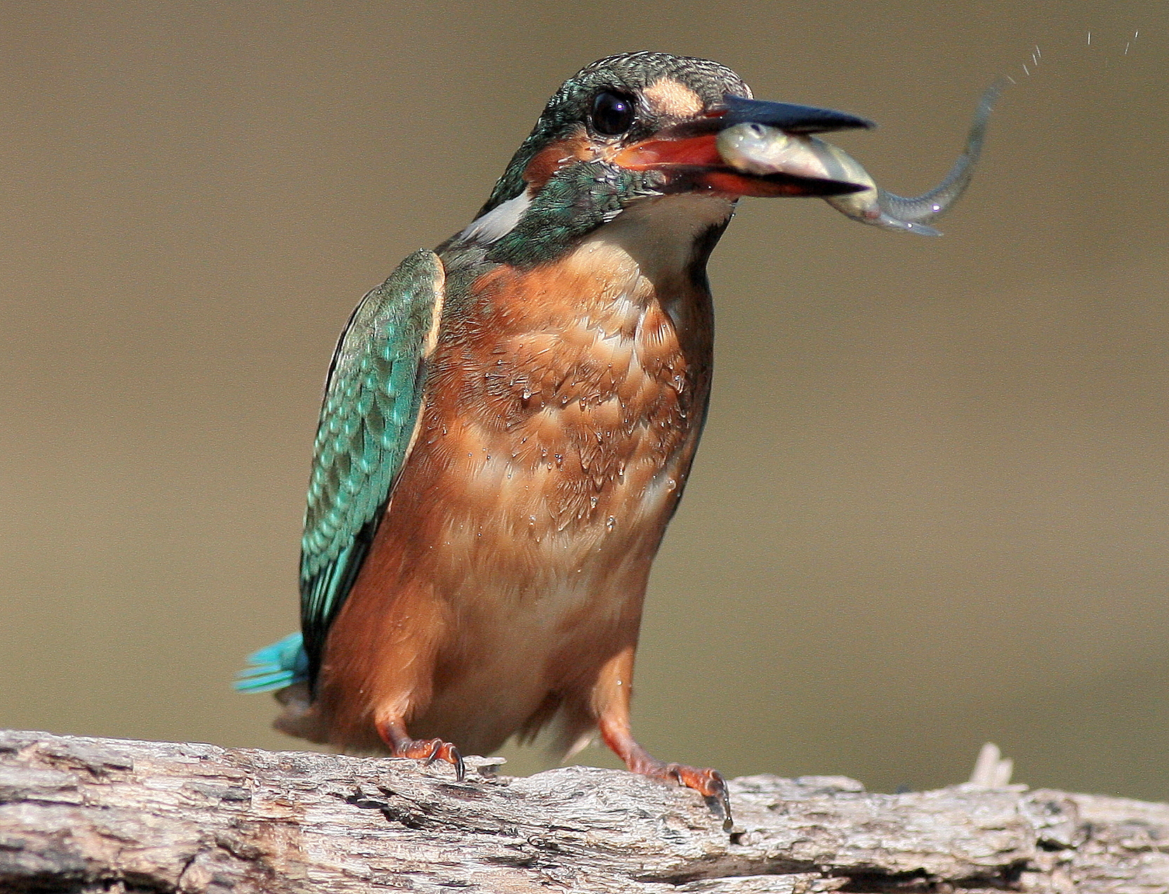 Kingfisher with prey-kingfisher Alcedo atthis-...