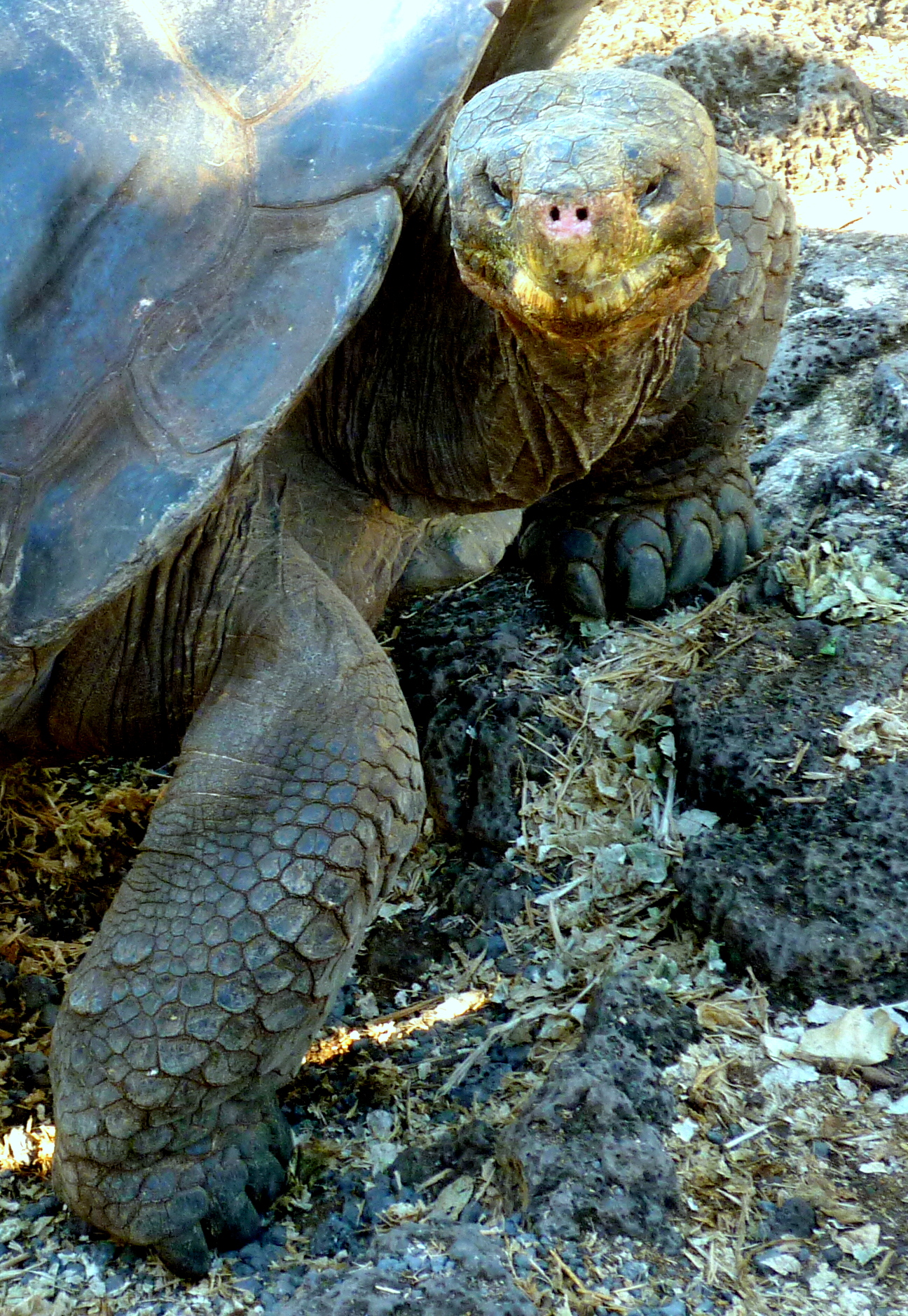 Galapagos tortoise...