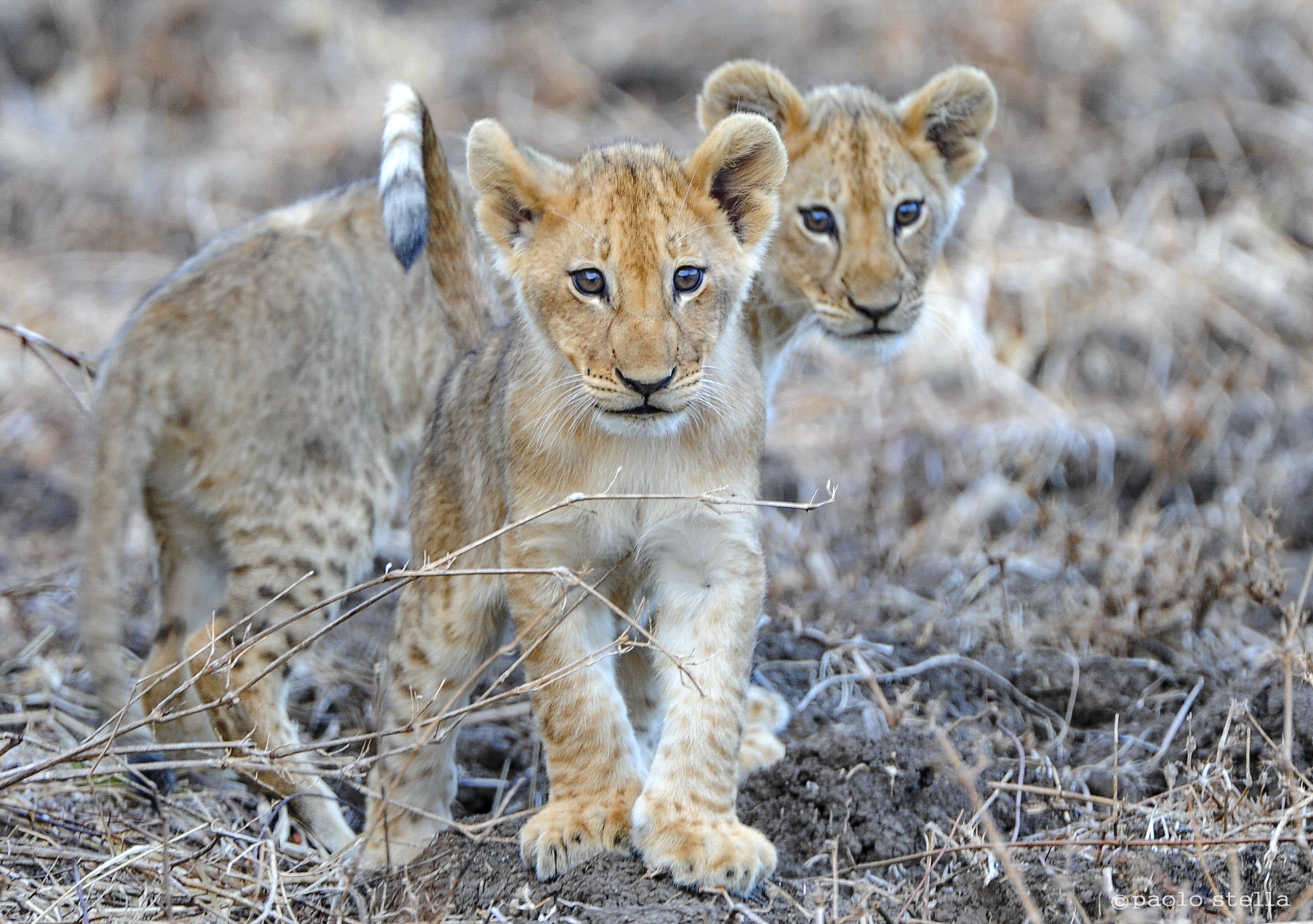 lion cubs...