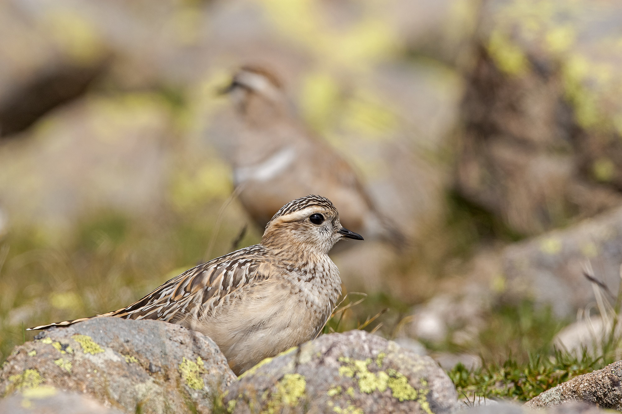 dotterel...