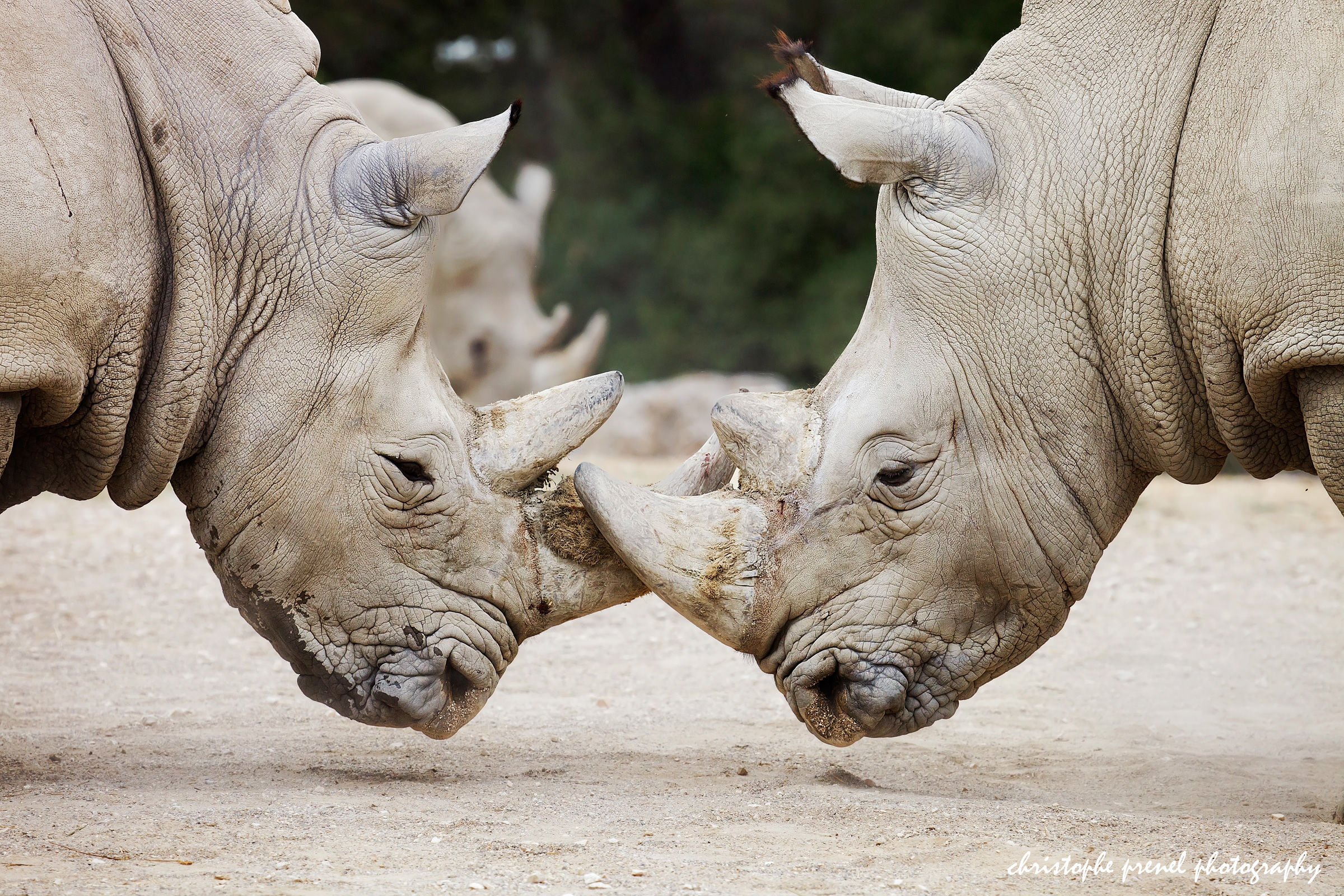 Rhinoceros battle...