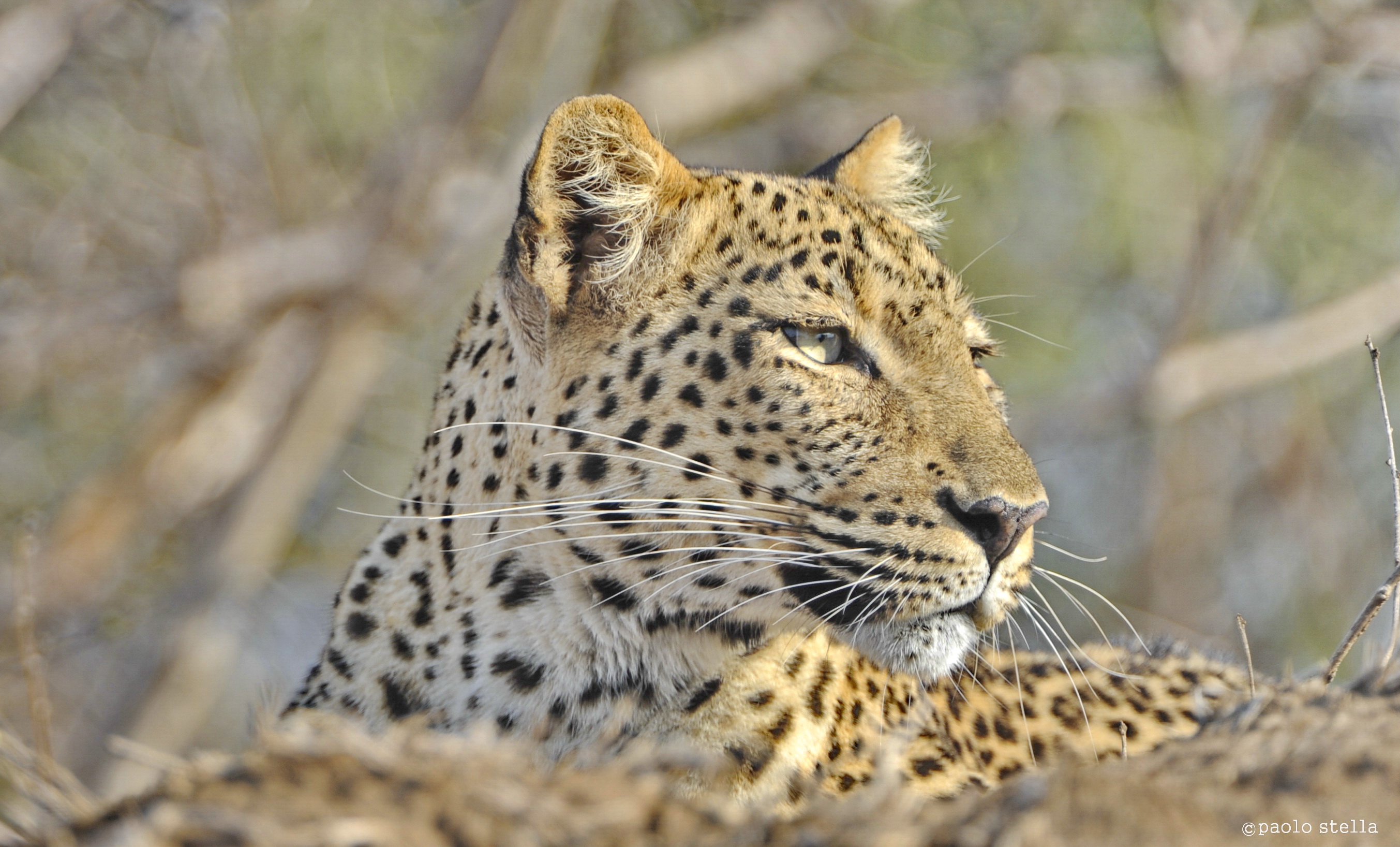 leopard close-up at the sunset...