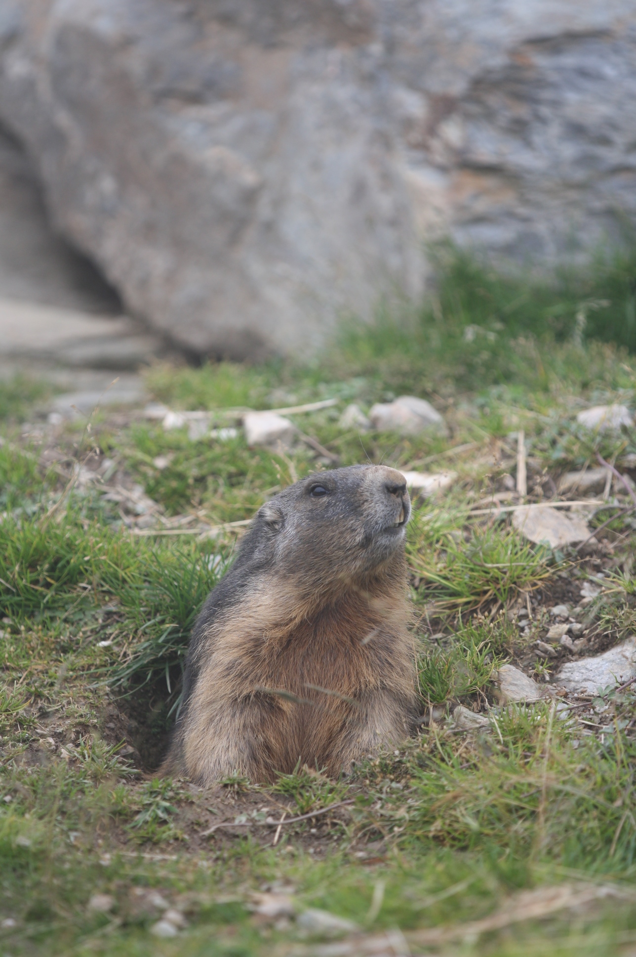 Marmot 2...