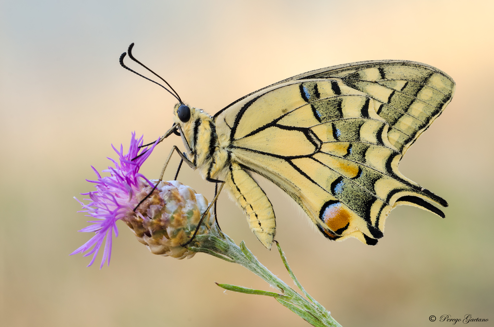 Papilio Machaon 2...