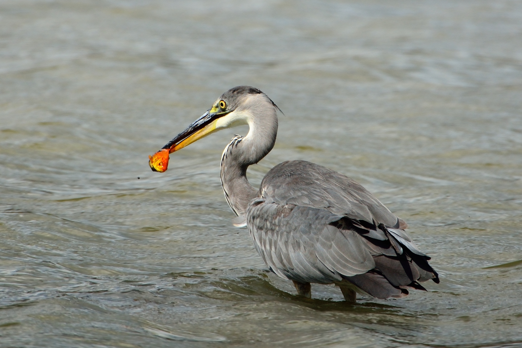 The Grey Heron Fishing...