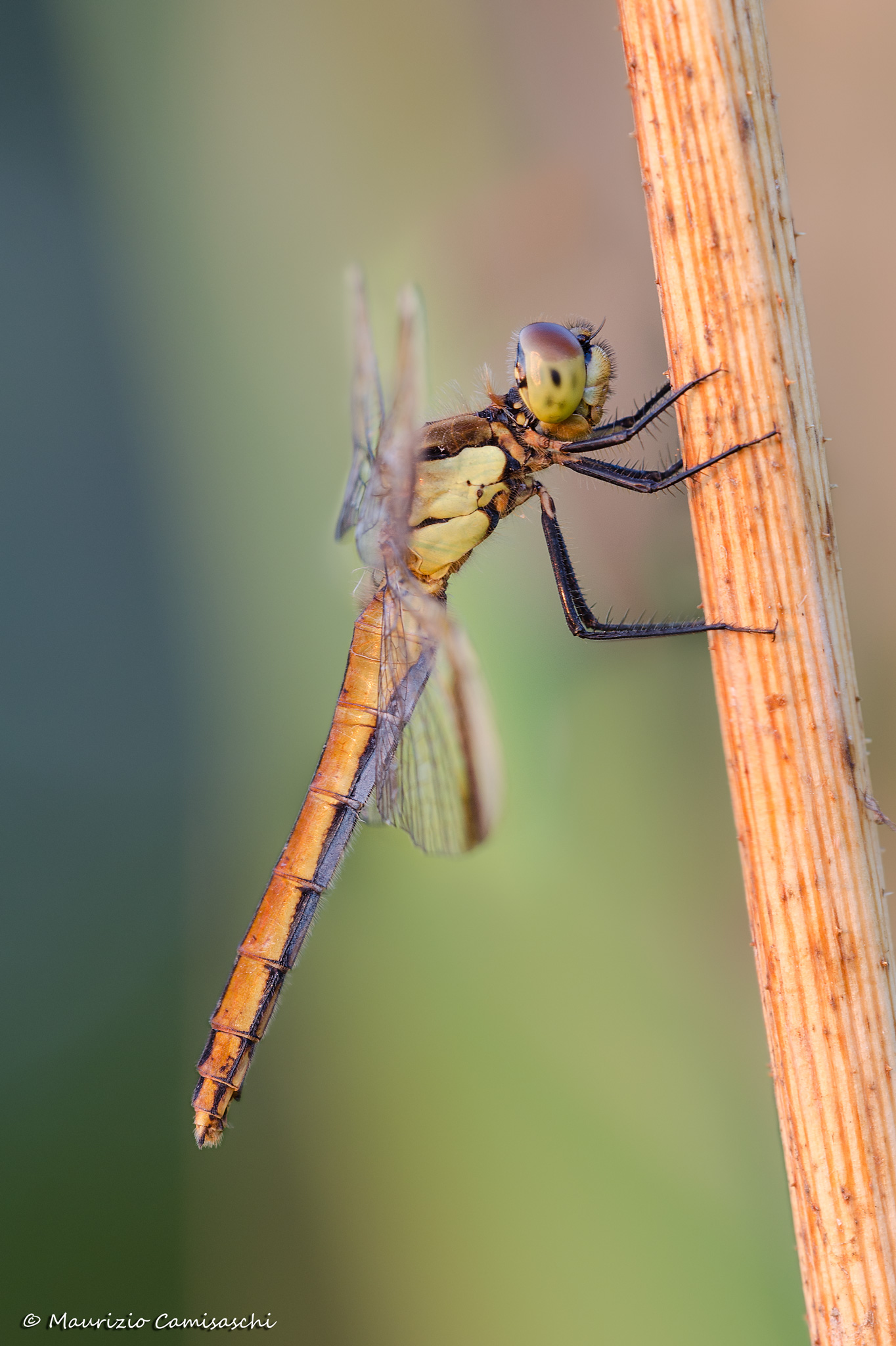 Sympetrum pedemontanum...