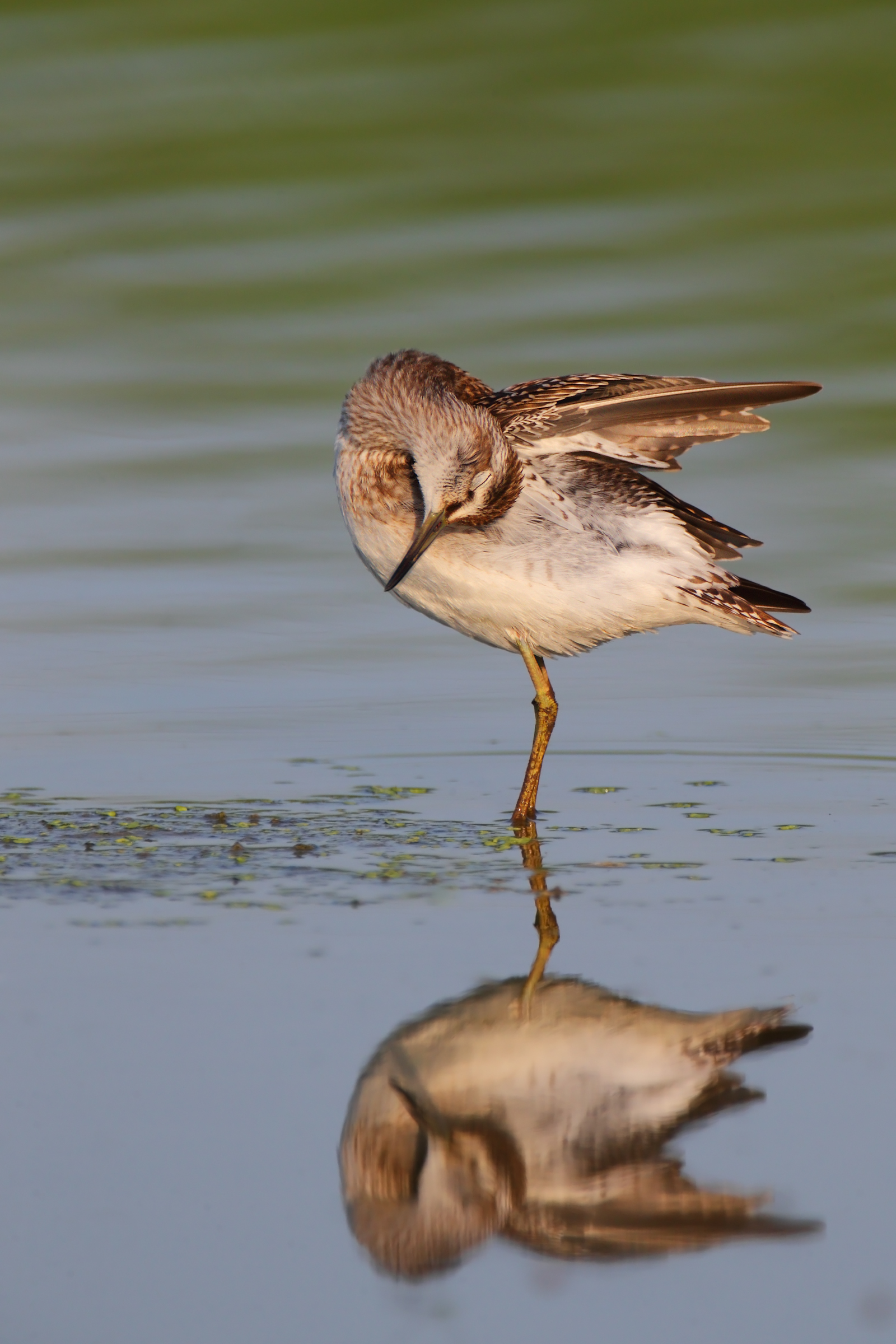 Wood Sandpiper...