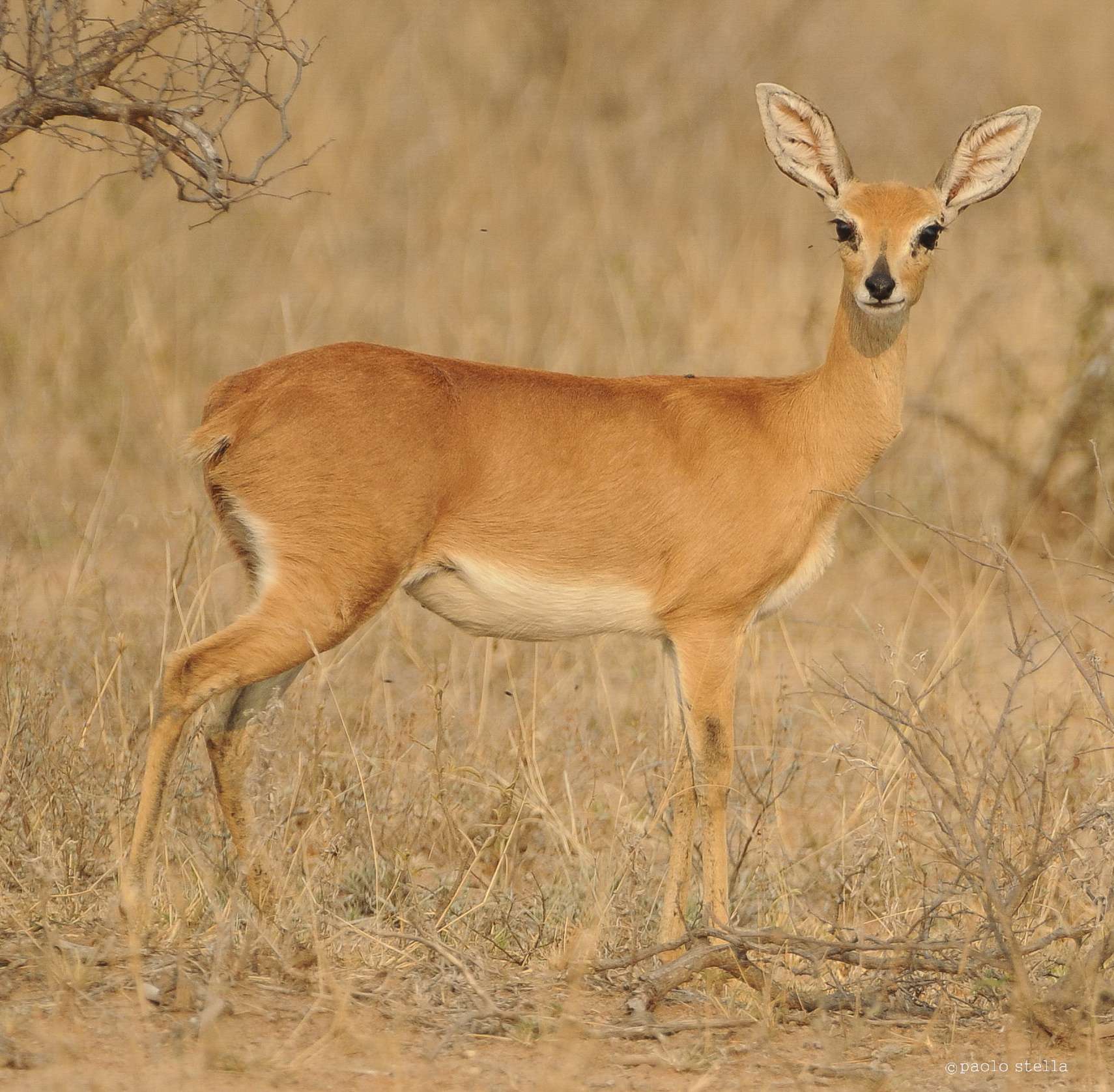 Steenbok - Raphicerus campestris...