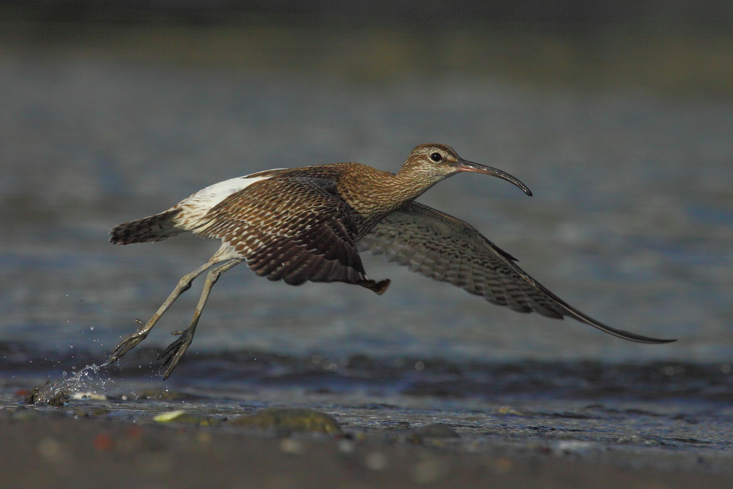 curlew small...